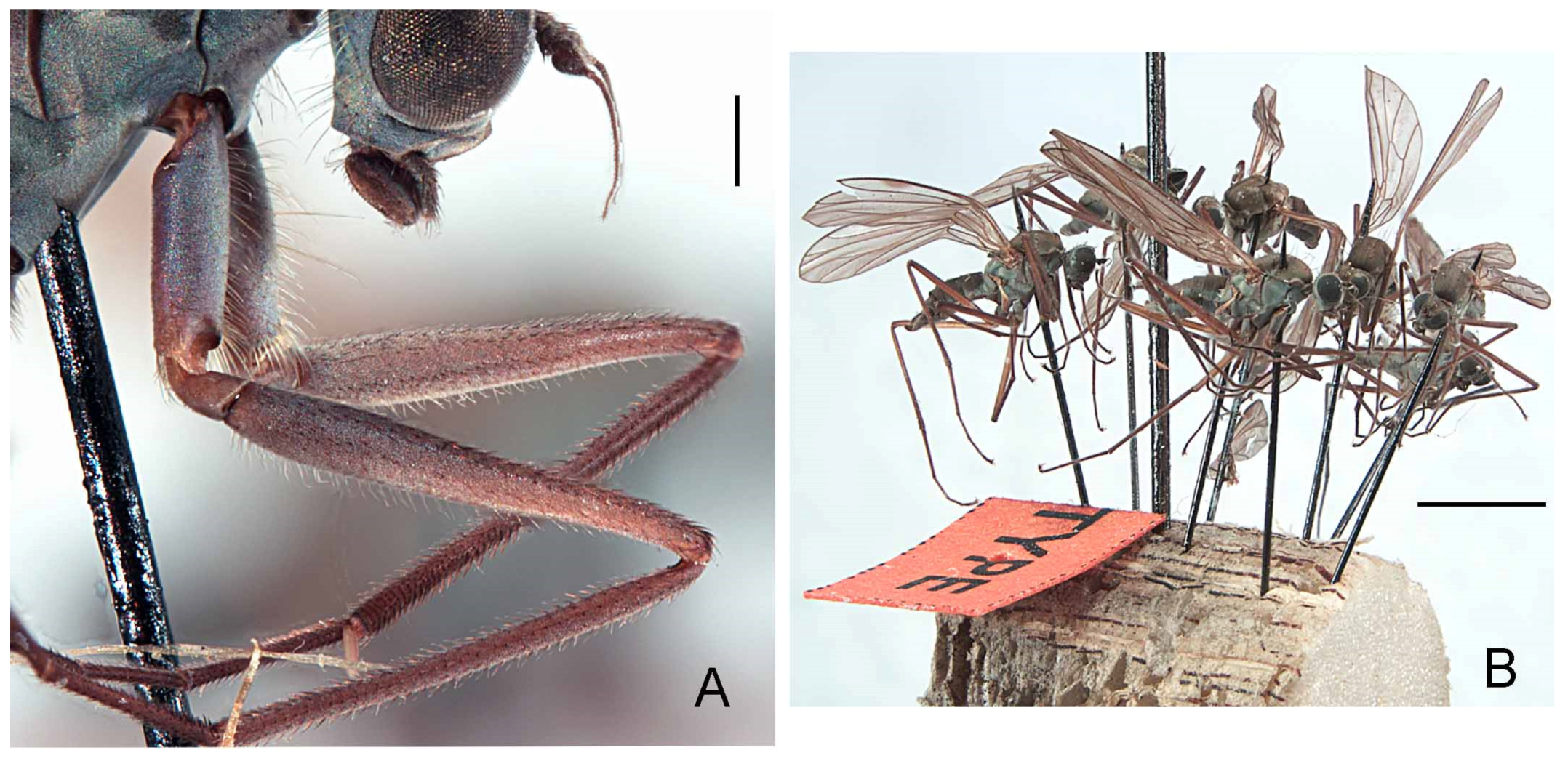 Insects 13 00460 g006 Insects 13 00460 g006