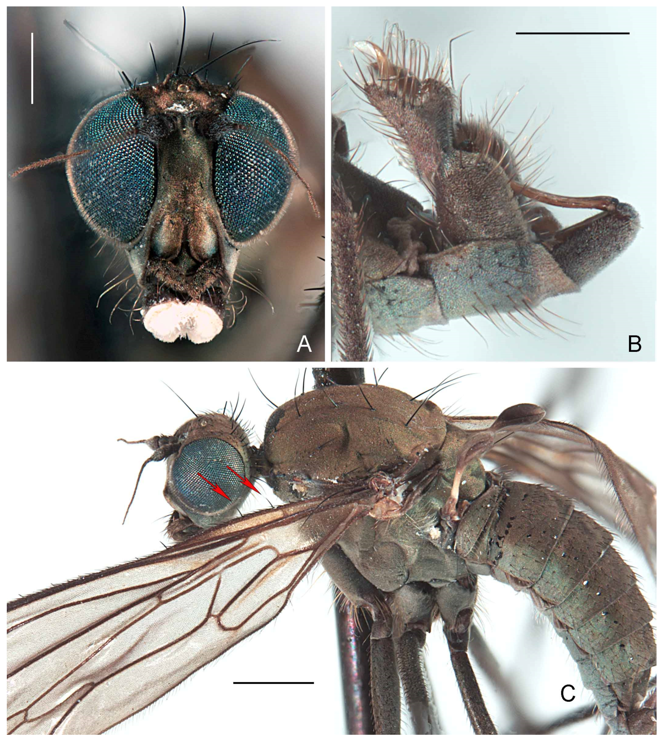 Insects 13 00460 g010 Insects 13 00460 g010
