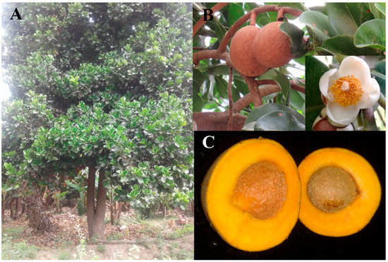 Insects 13 00473 g002