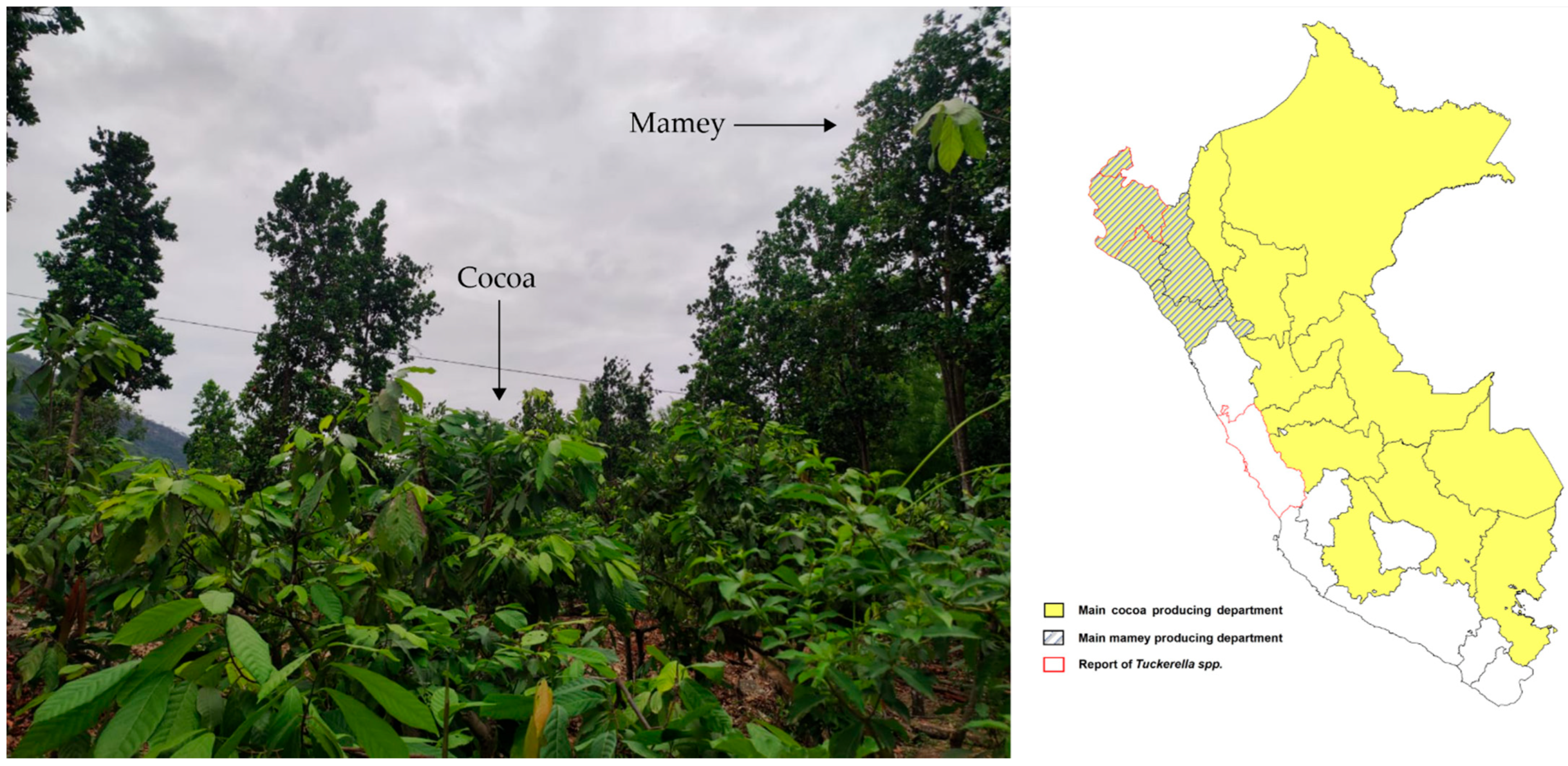 Insects 13 00473 g003