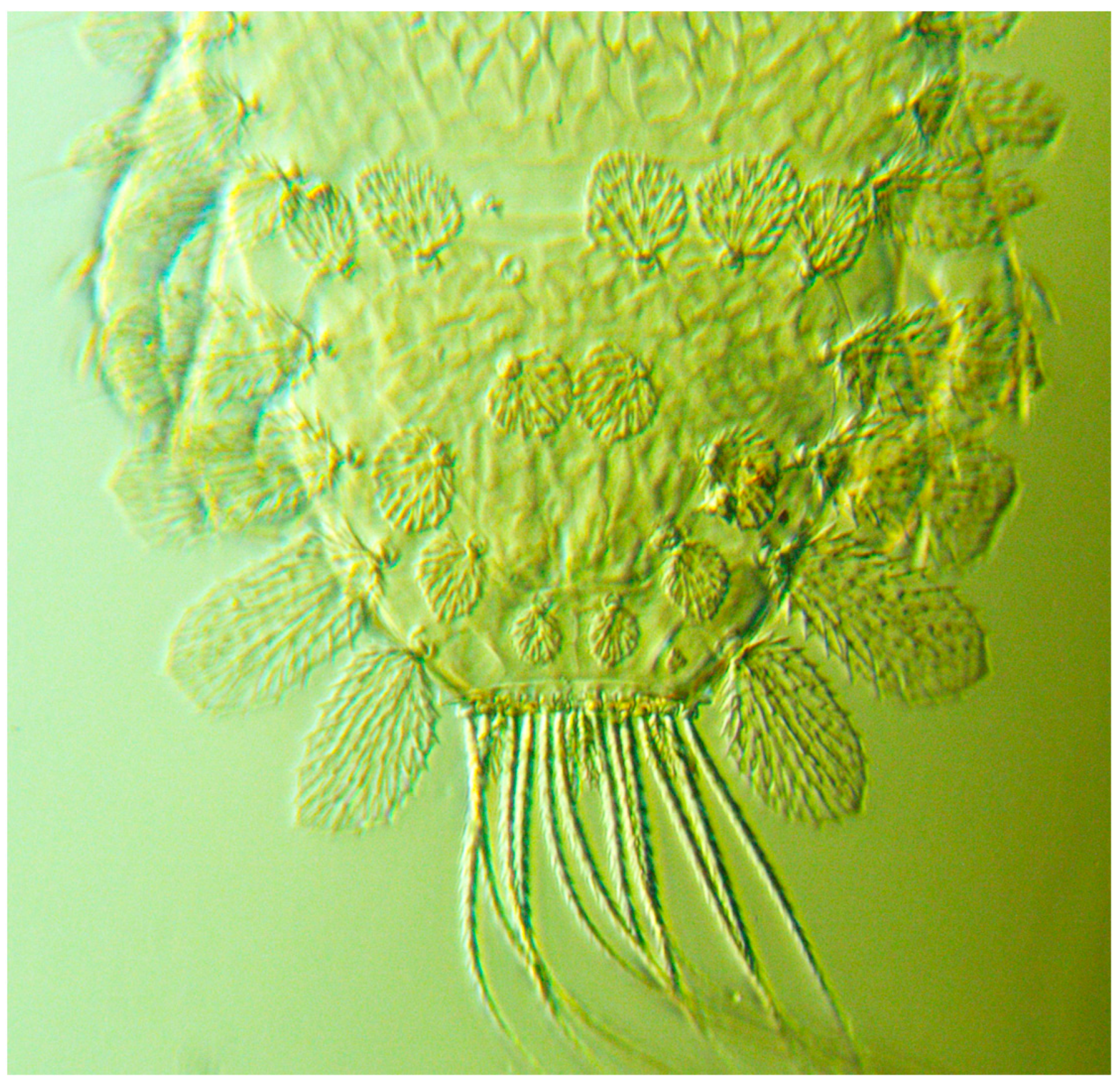 Insects 13 00473 g004