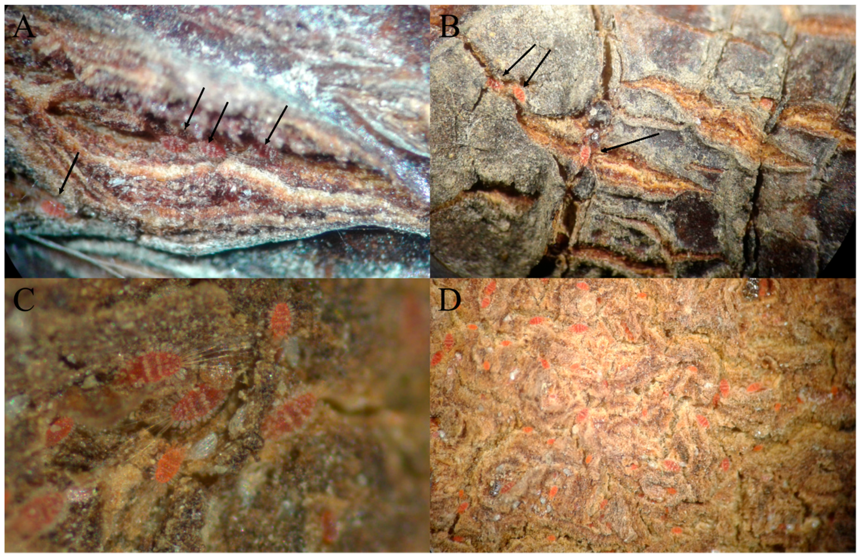 Insects 13 00473 g005