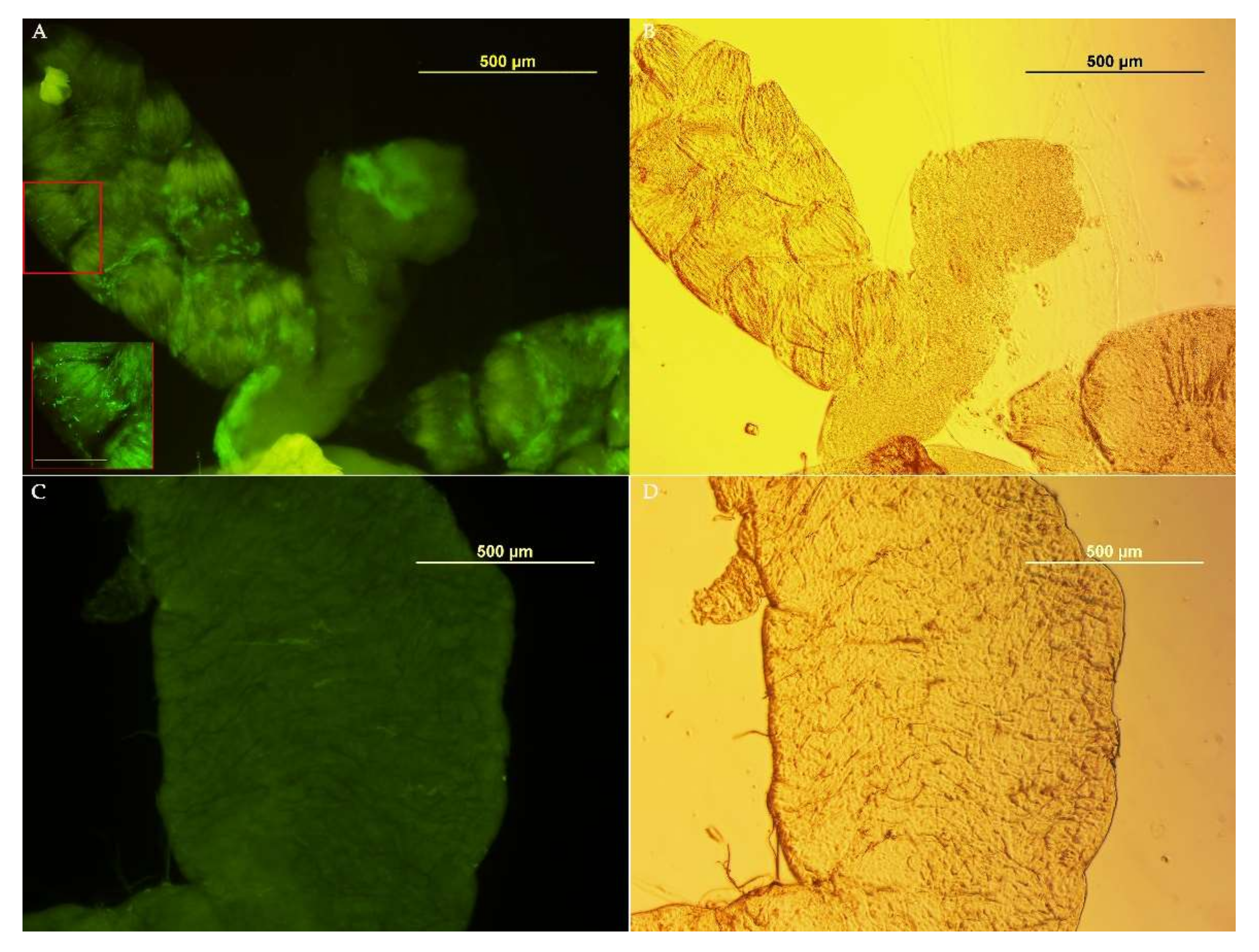 Insects 13 00474 g004