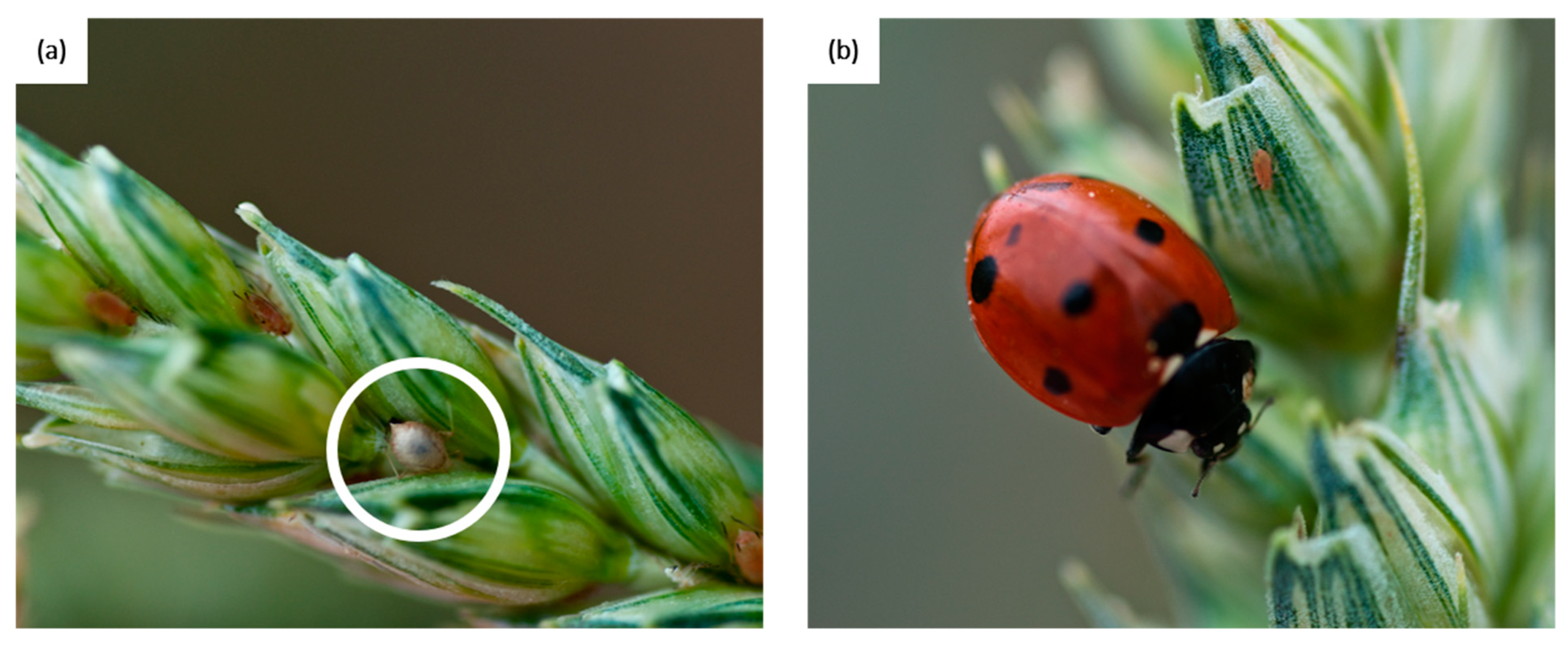 Insects 13 00479 g001