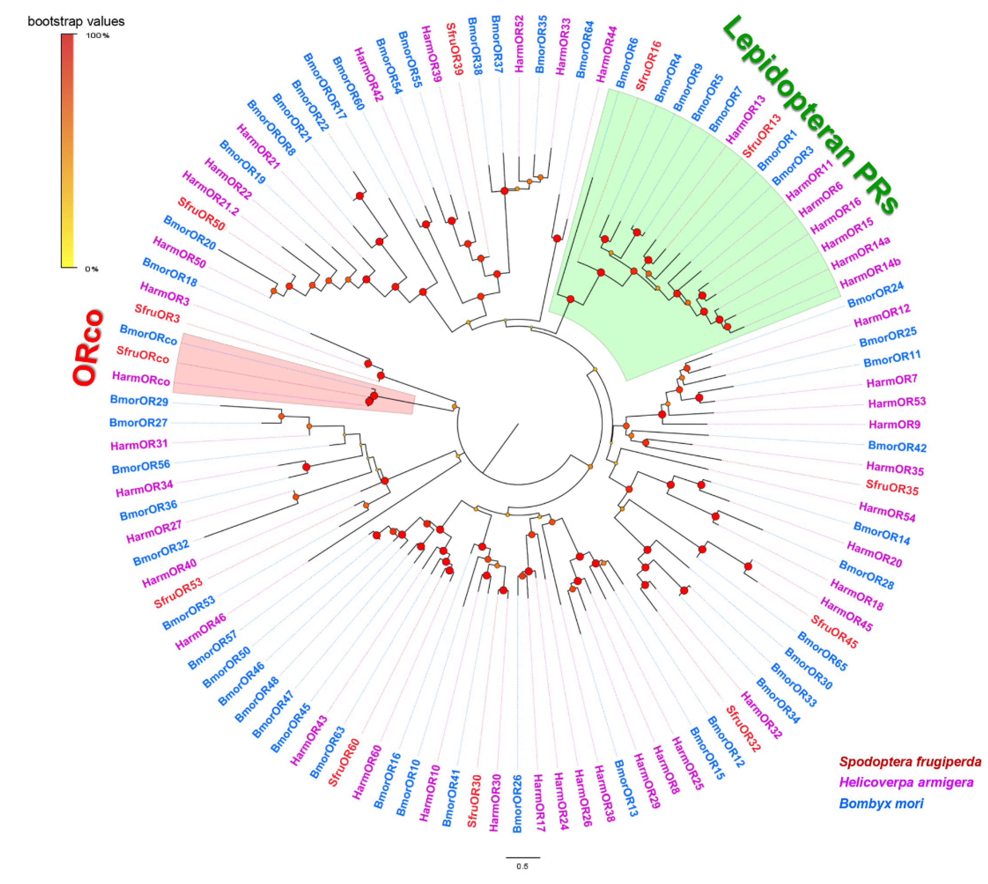 Insects 13 00481 g001