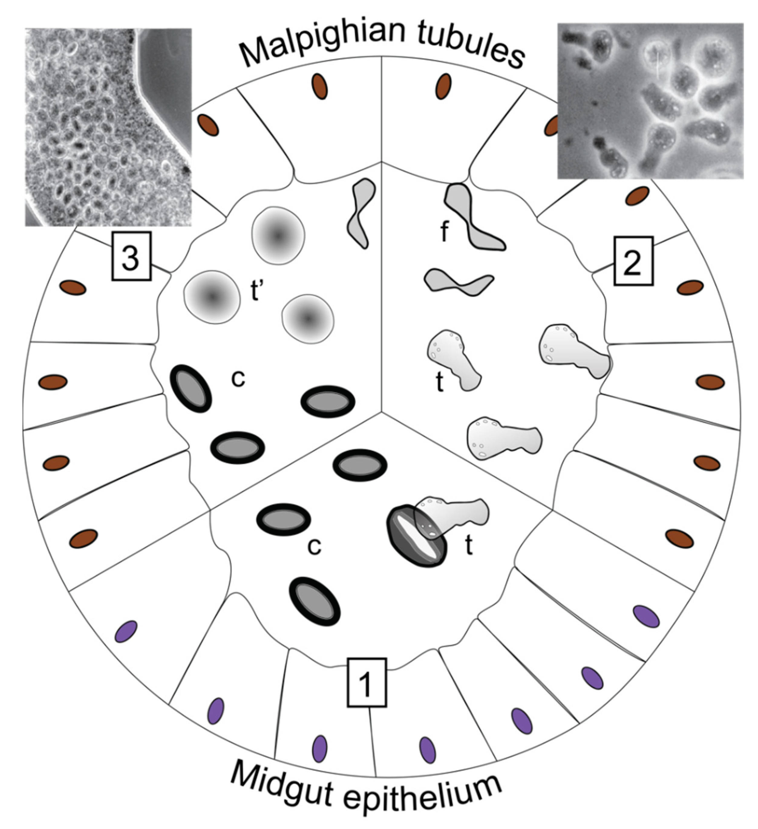 Insects 13 00482 g002