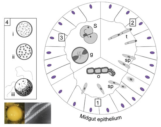 Insects 13 00482 g004 550