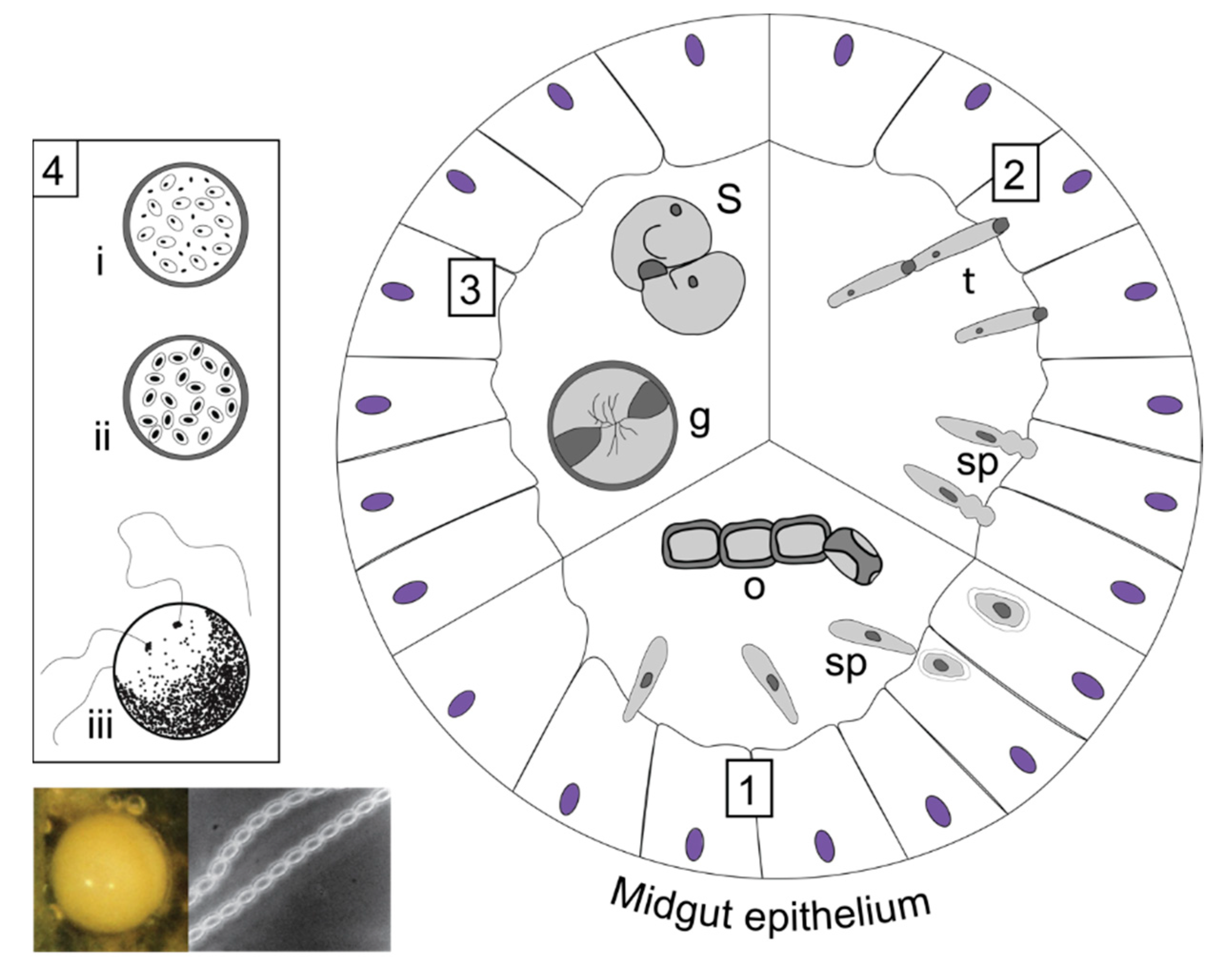 Insects 13 00482 g004