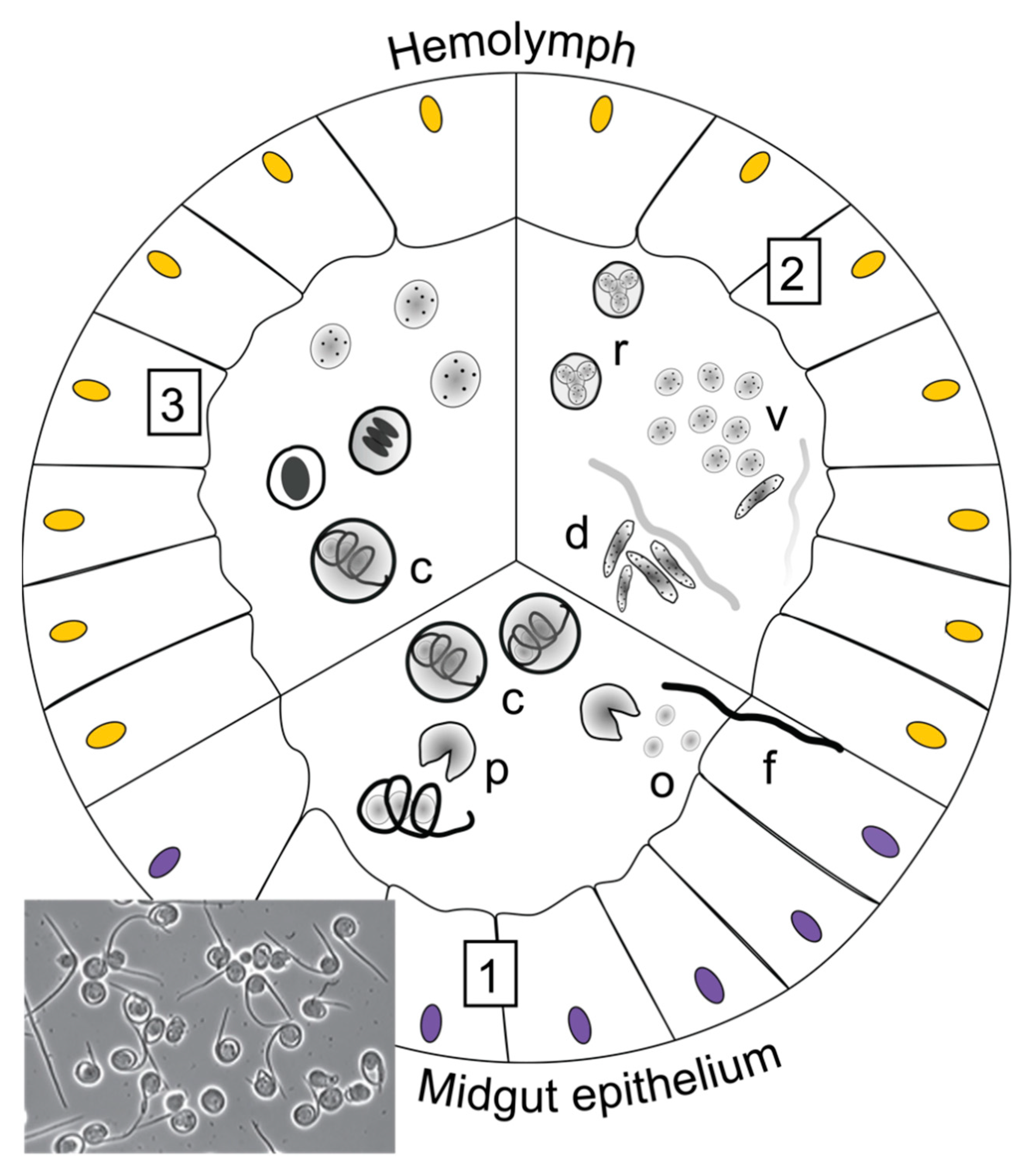 Insects 13 00482 g005