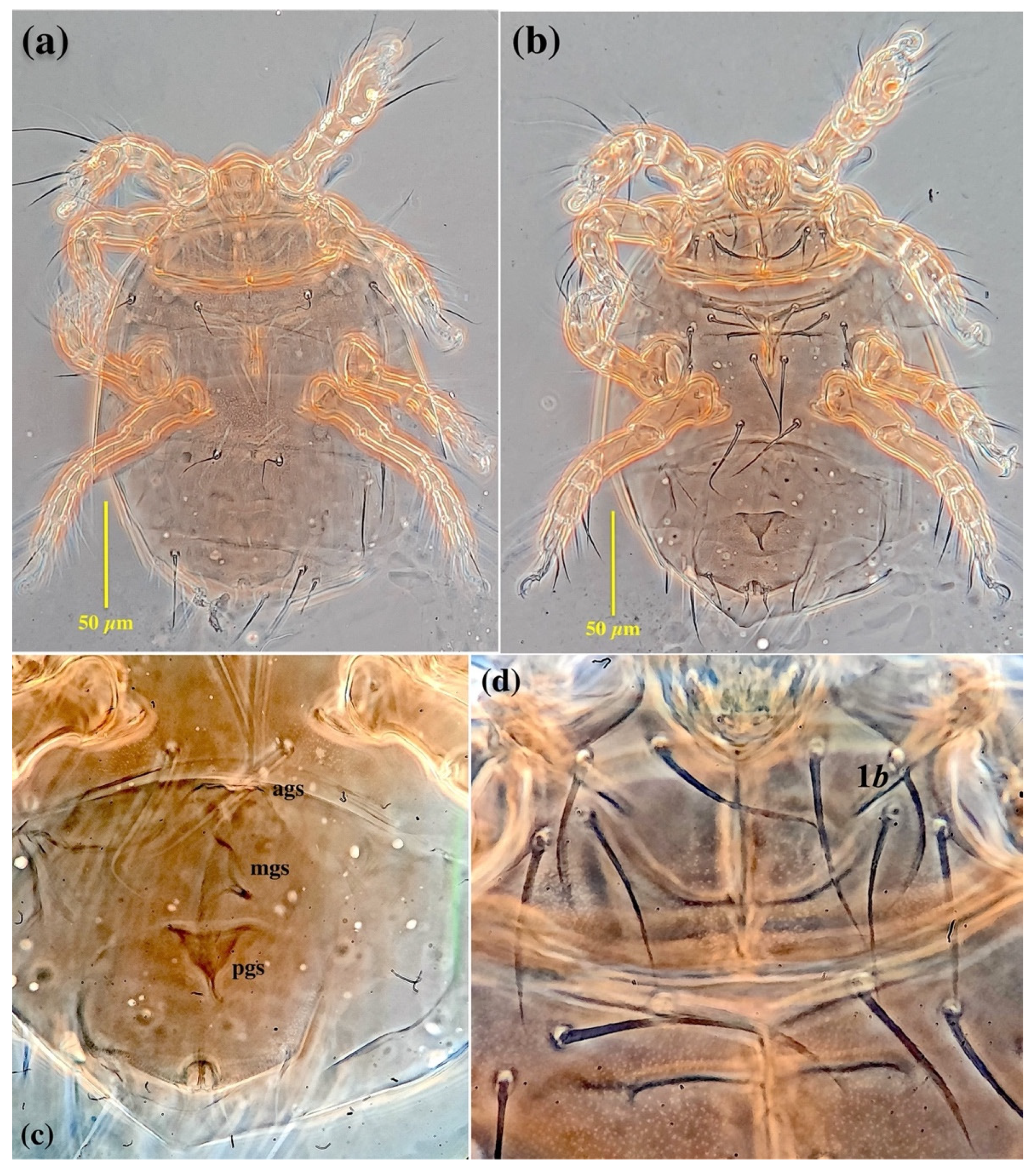 Insects 13 00483 g004 Insects 13 00483 g004