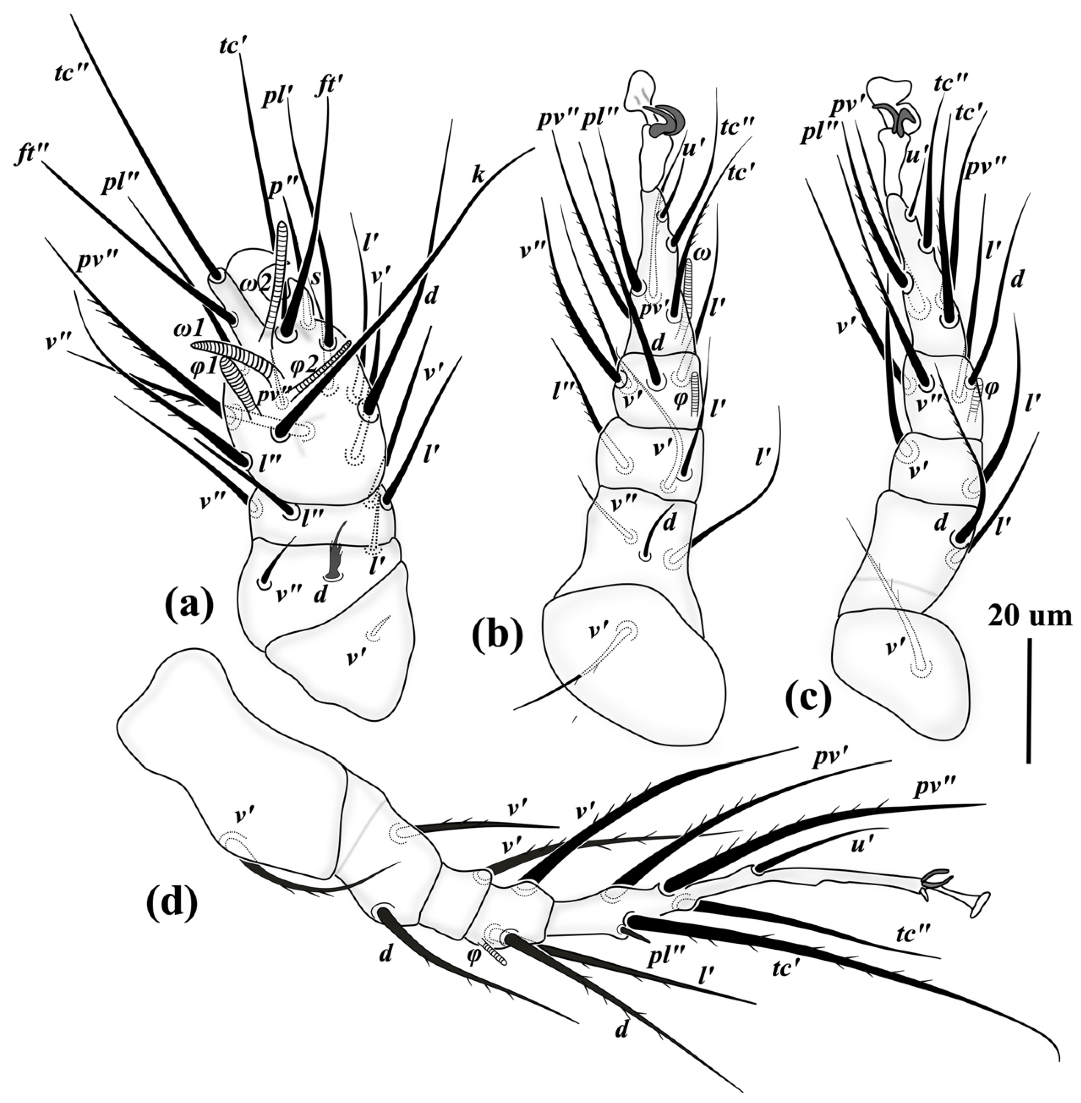 Insects 13 00483 g007 Insects 13 00483 g007