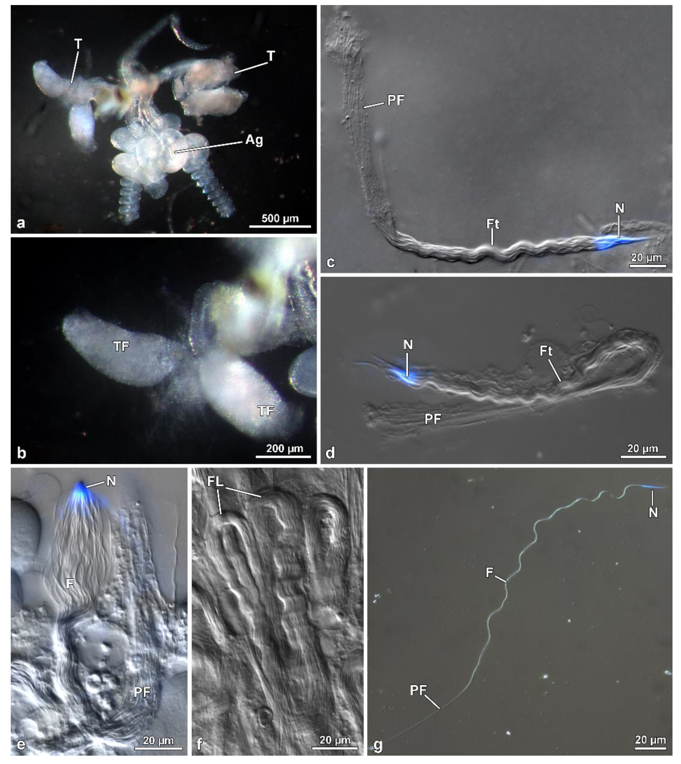 Insects 13 00485 g001