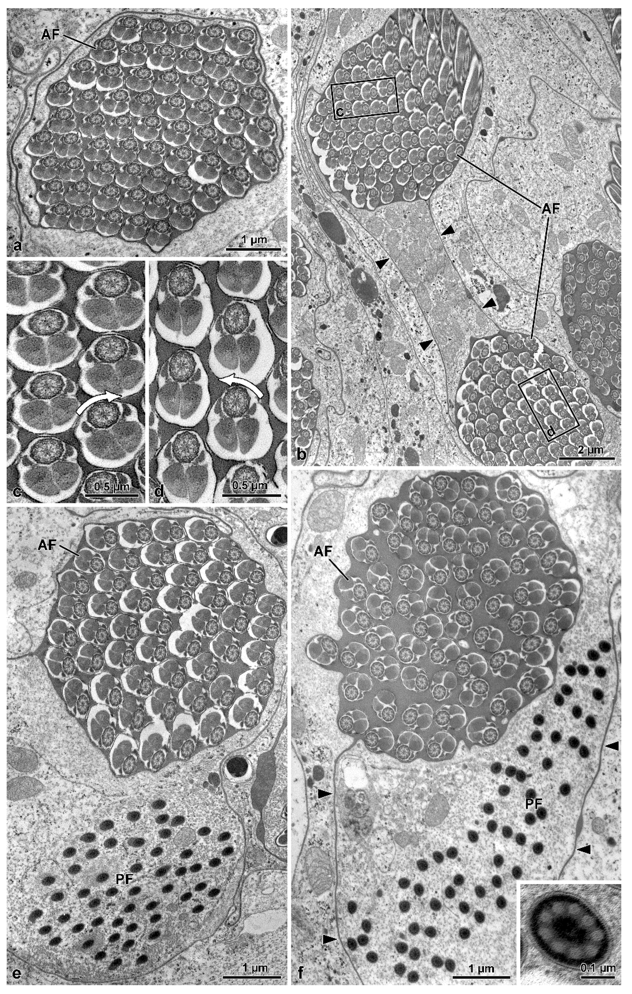 Insects 13 00485 g003