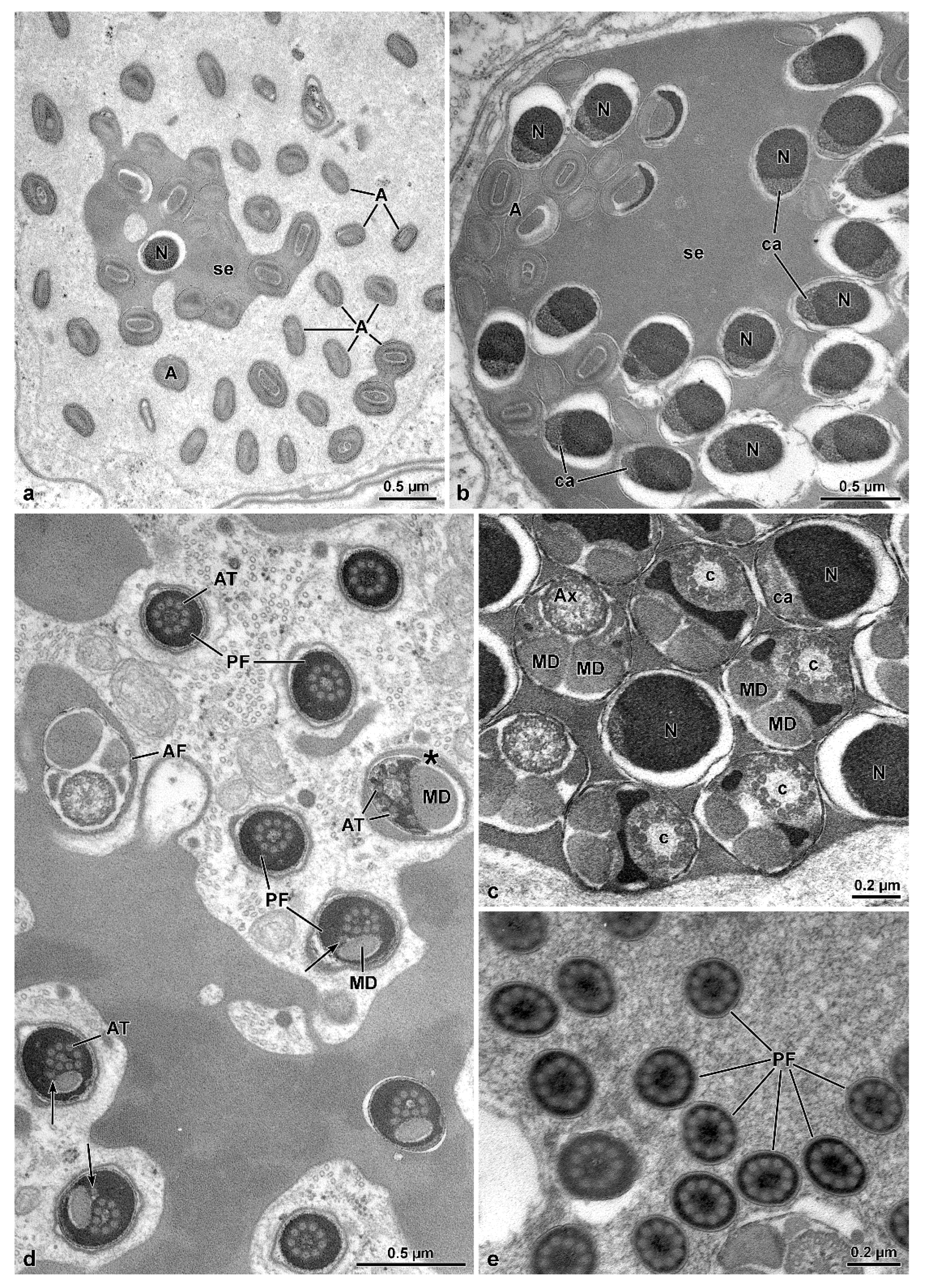 Insects 13 00485 g004