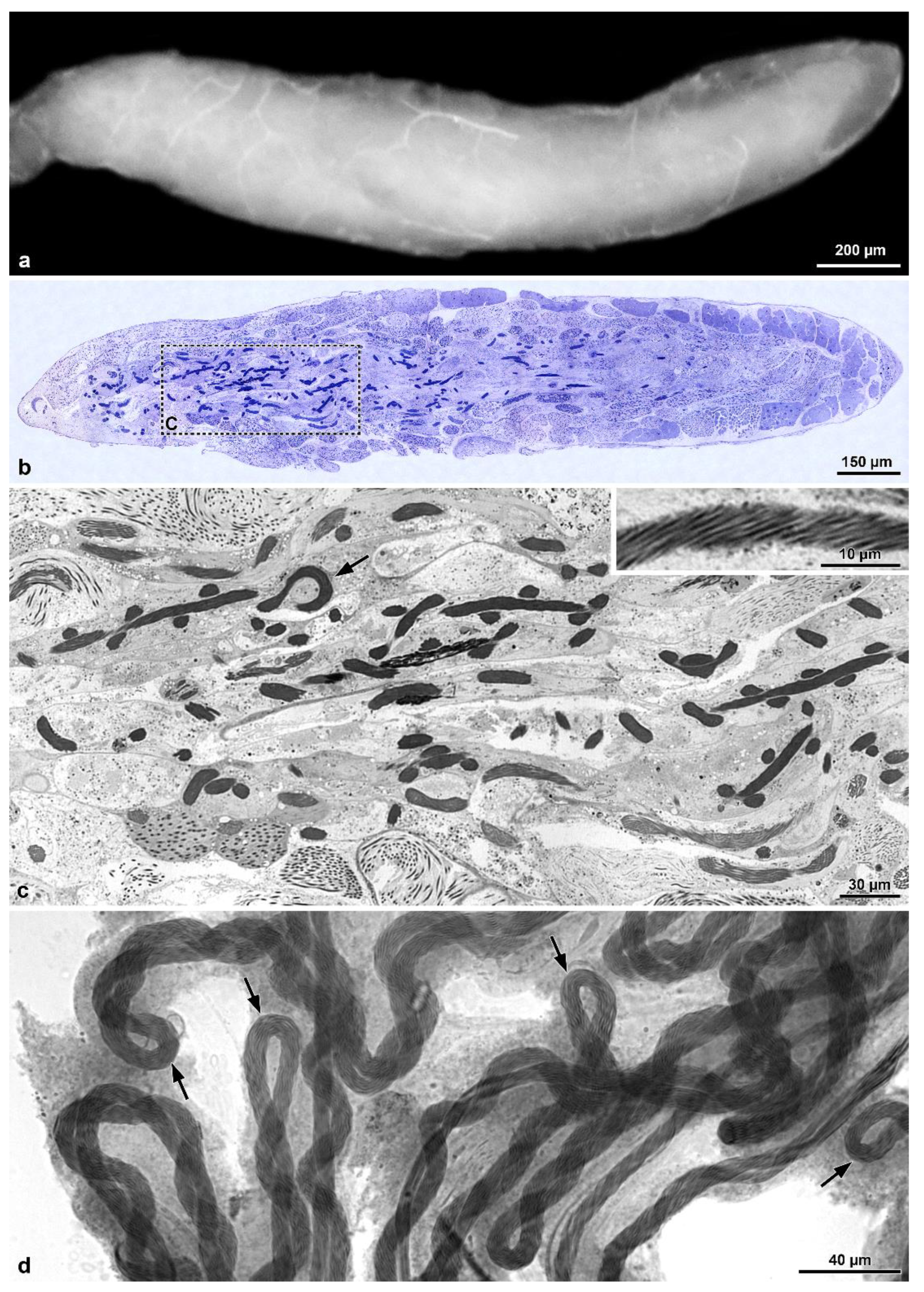 Insects 13 00485 g005