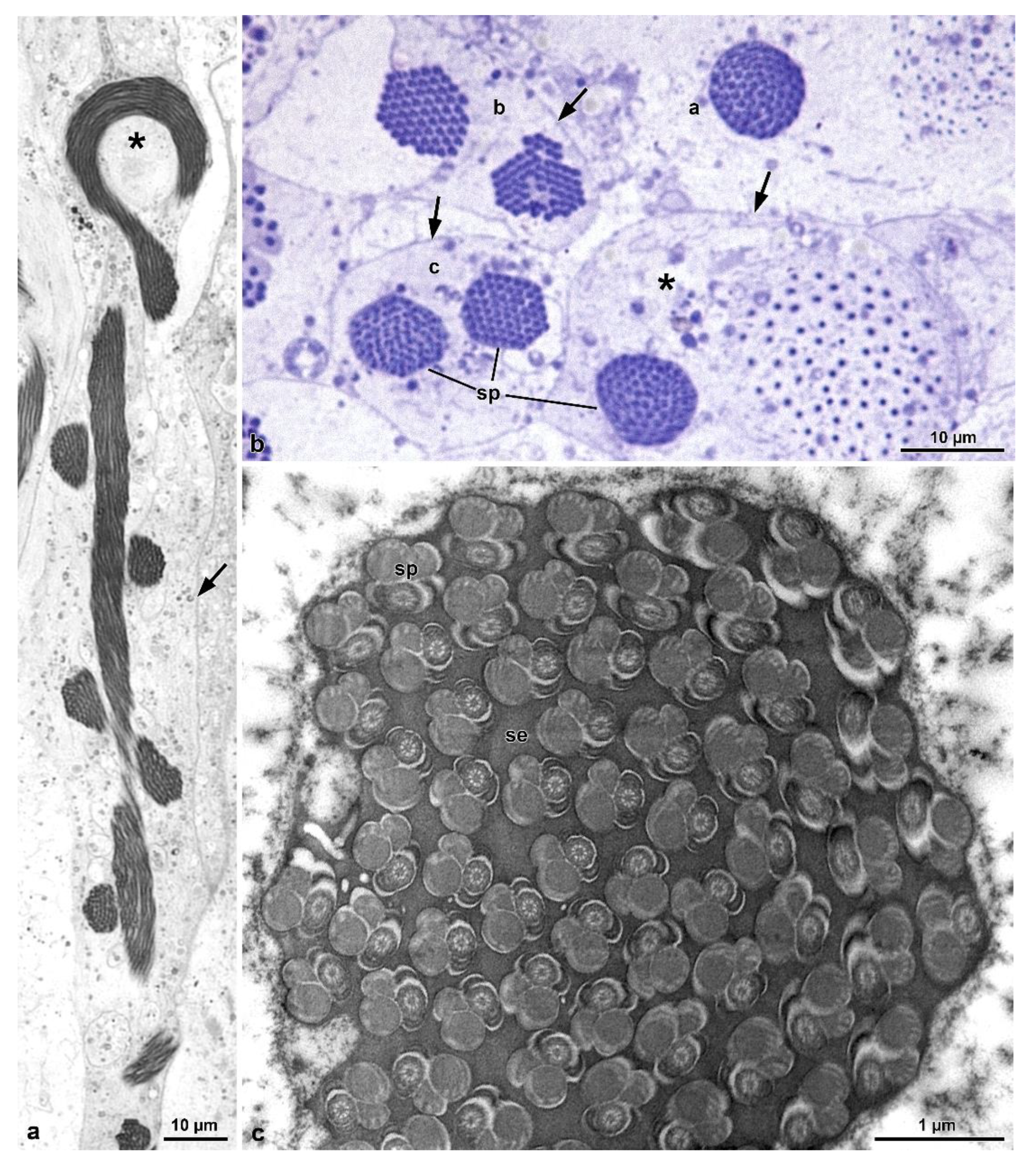 Insects 13 00485 g006