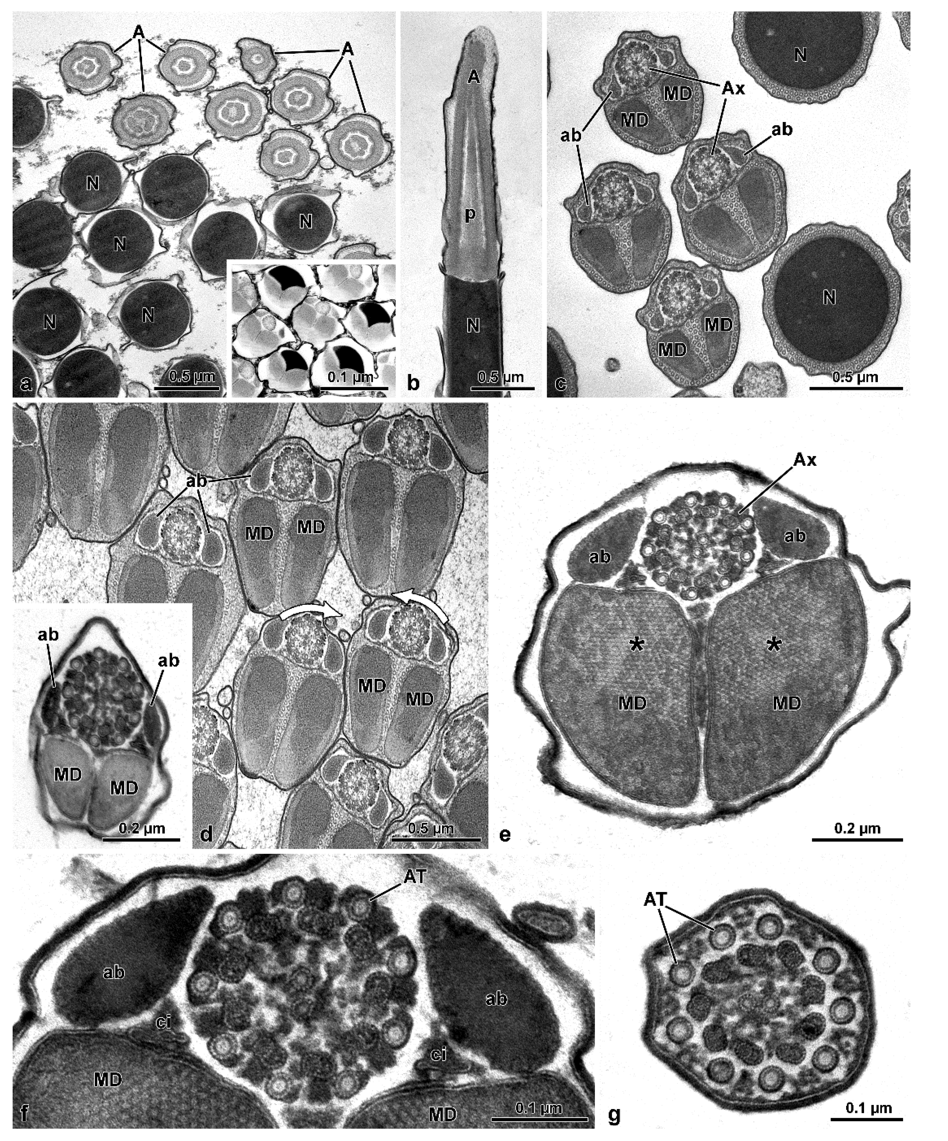 Insects 13 00485 g010