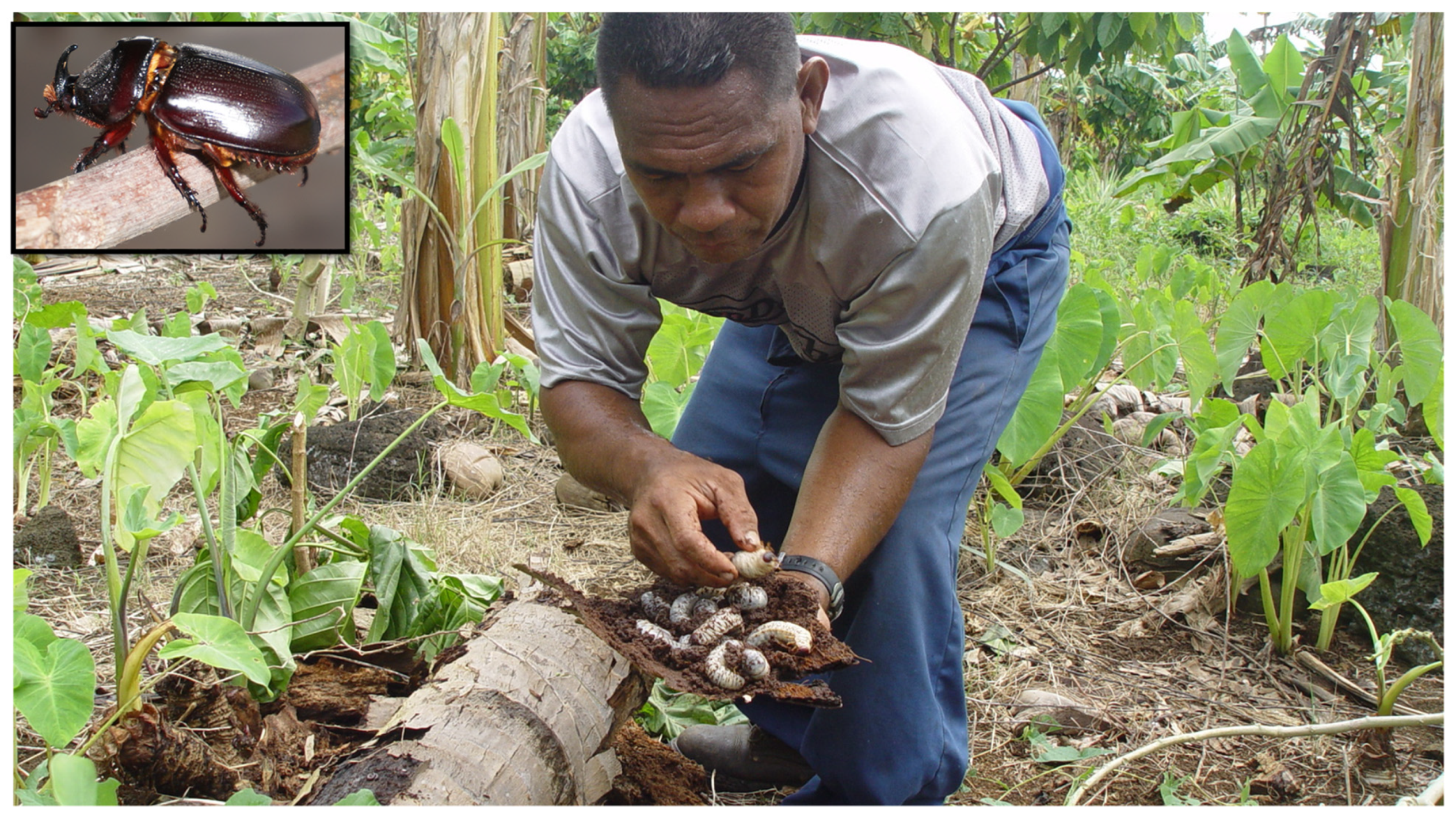 Insects 13 00487 g001