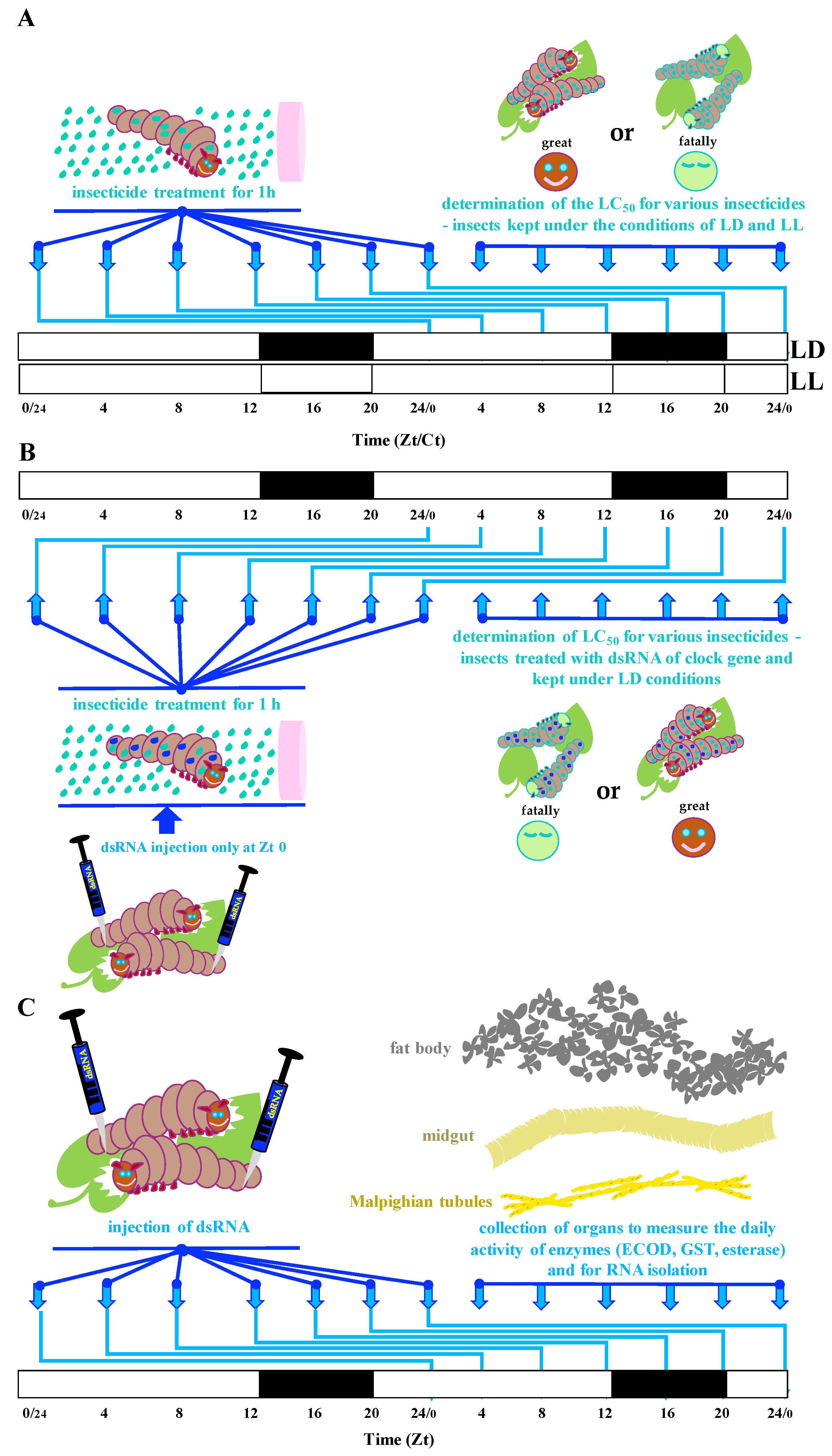 Insects 13 00488 sch001 Insects 13 00488 sch001