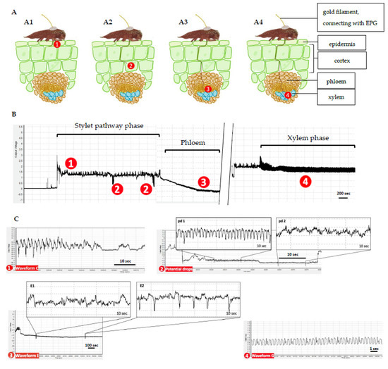 Insects 13 00495 g001 550