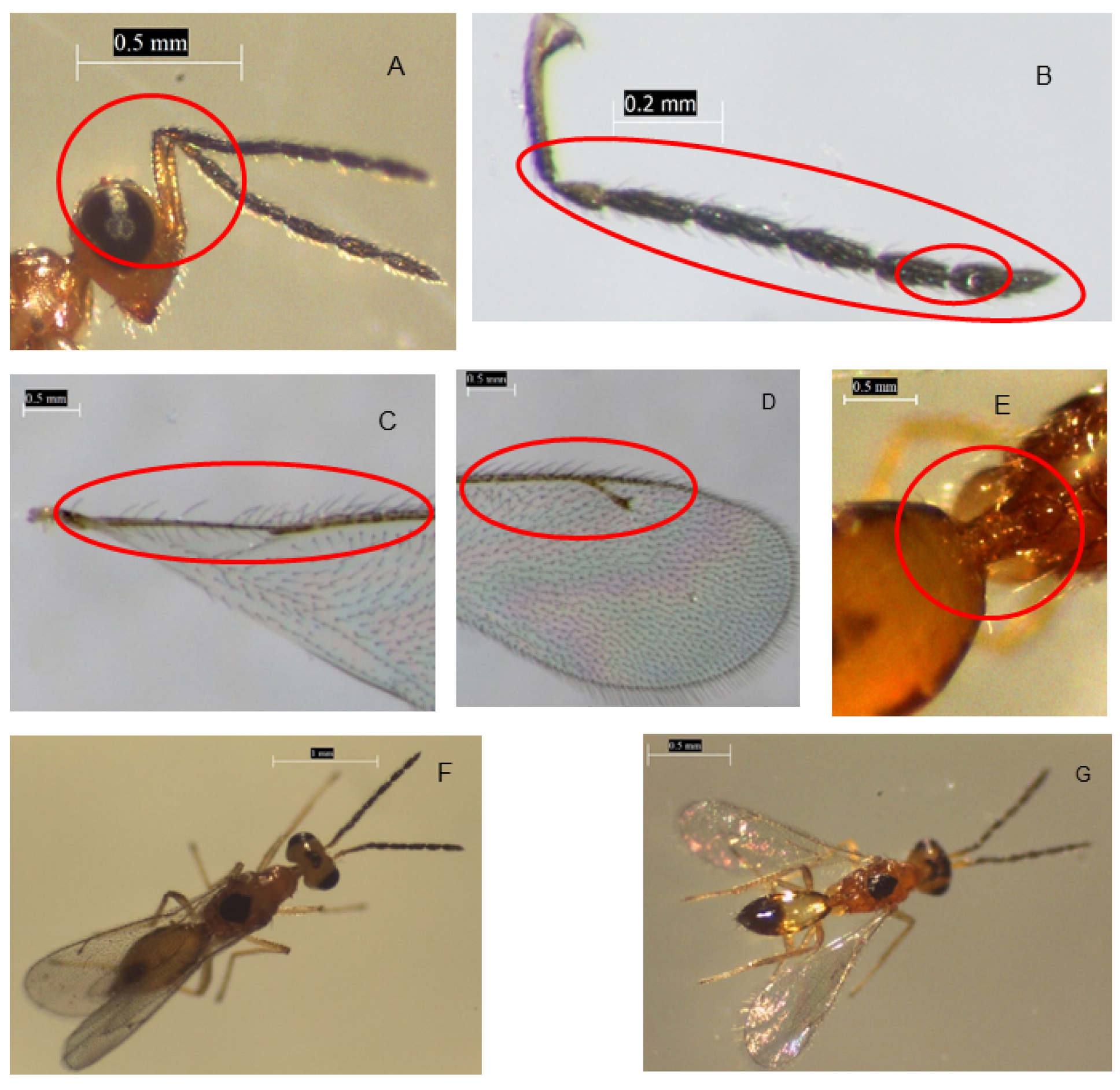 Insects 13 00496 g003