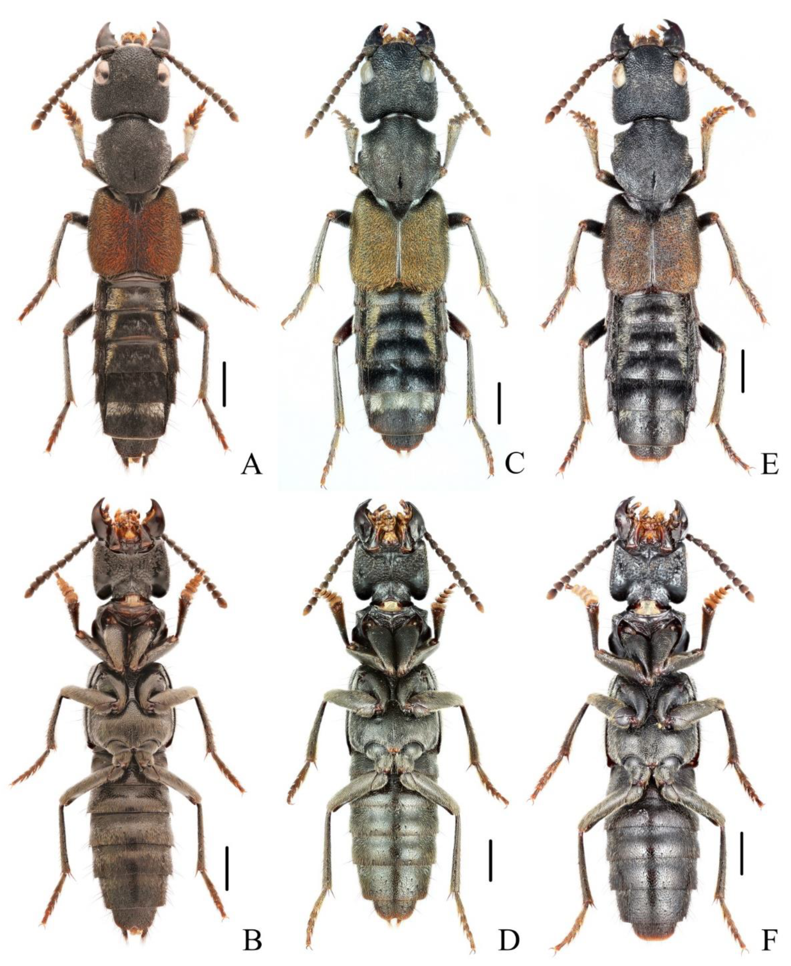 Insects 13 00503 g001