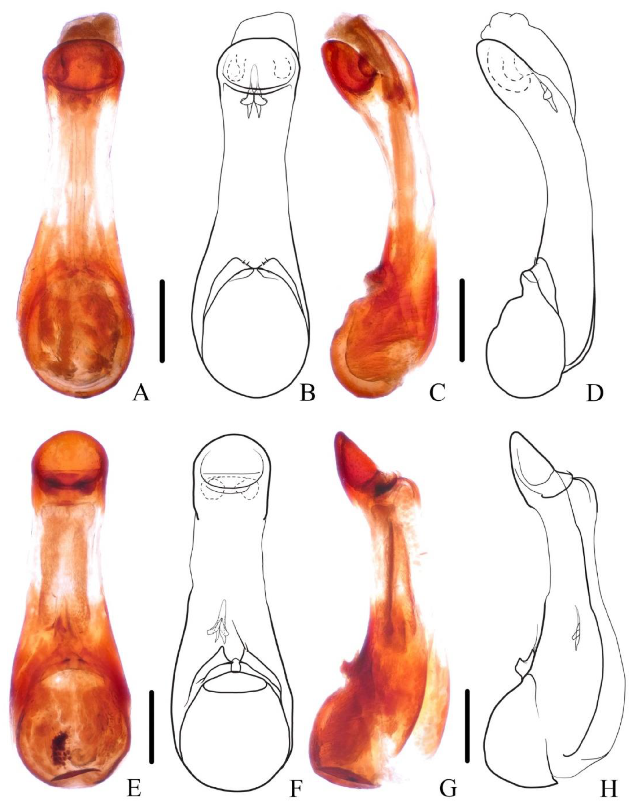 Insects 13 00503 g004