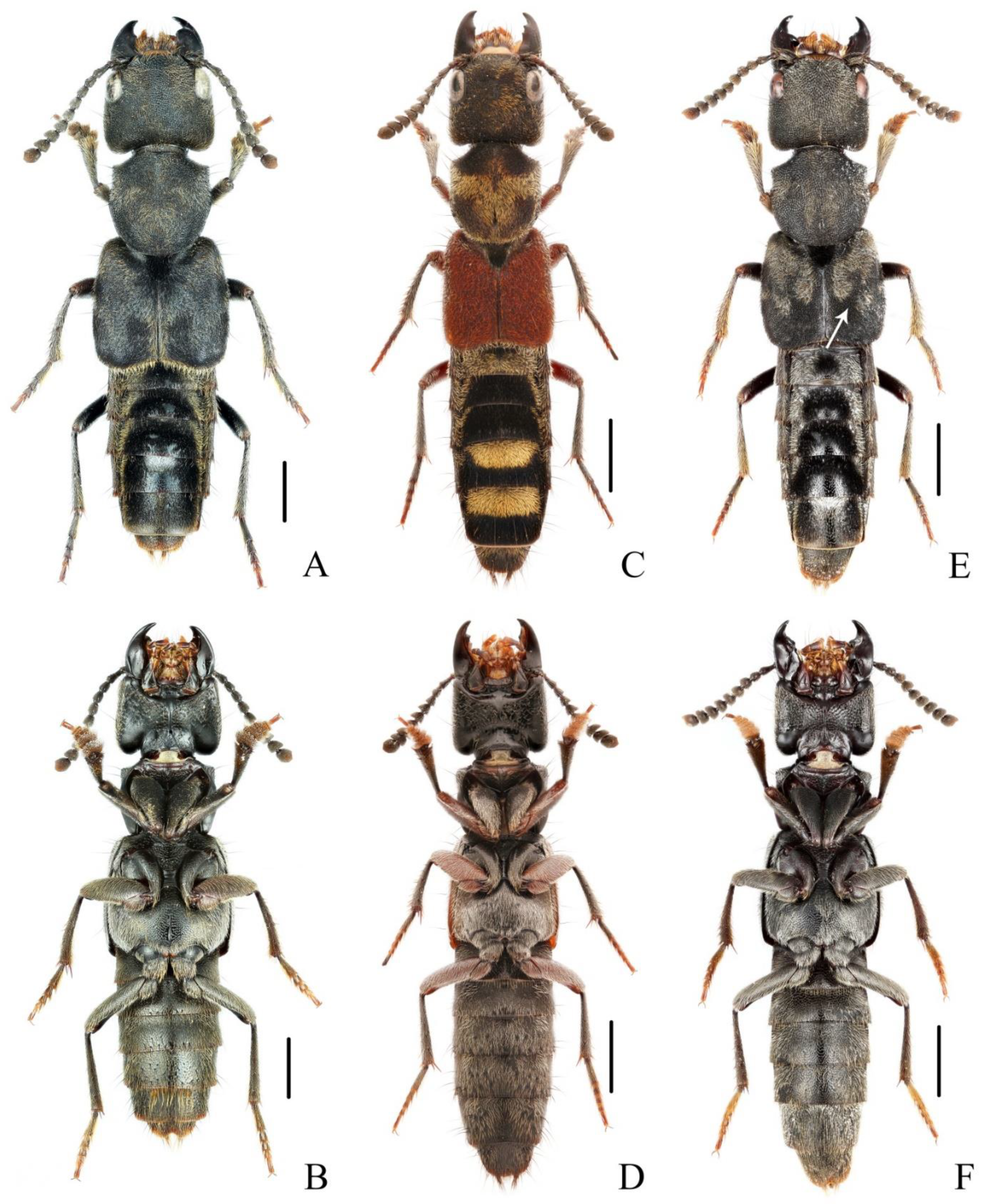 Insects 13 00503 g005