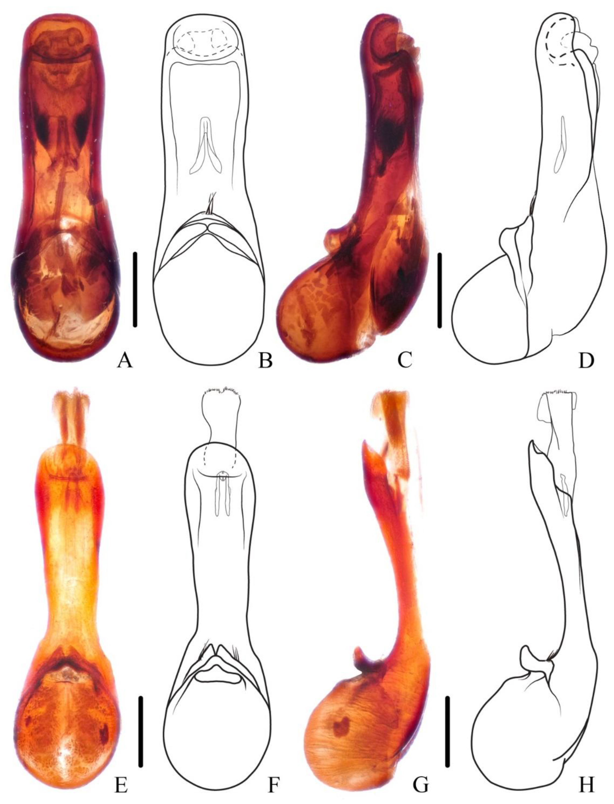 Insects 13 00503 g006