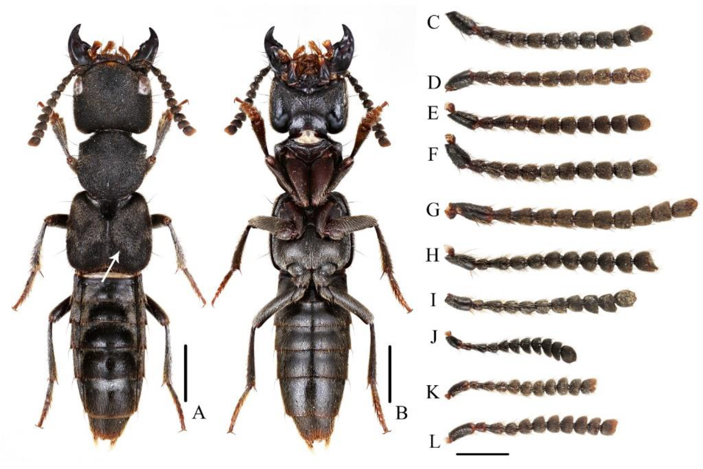 Insects 13 00503 g008