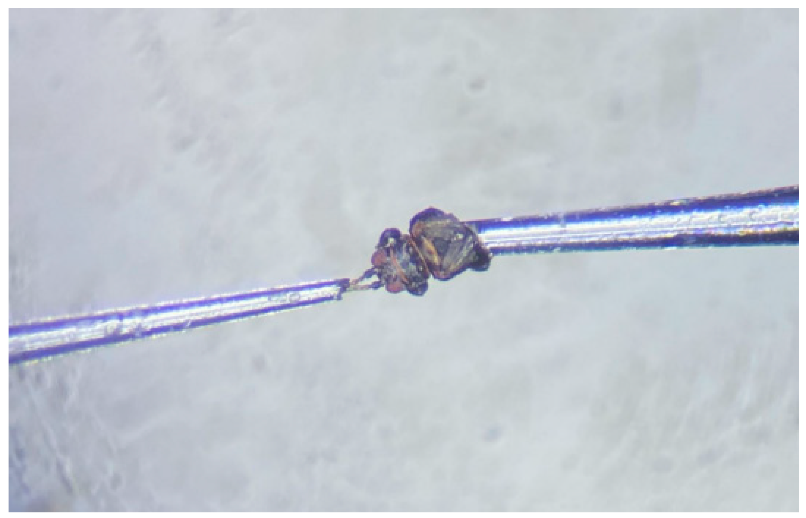 Insects 13 00509 g001