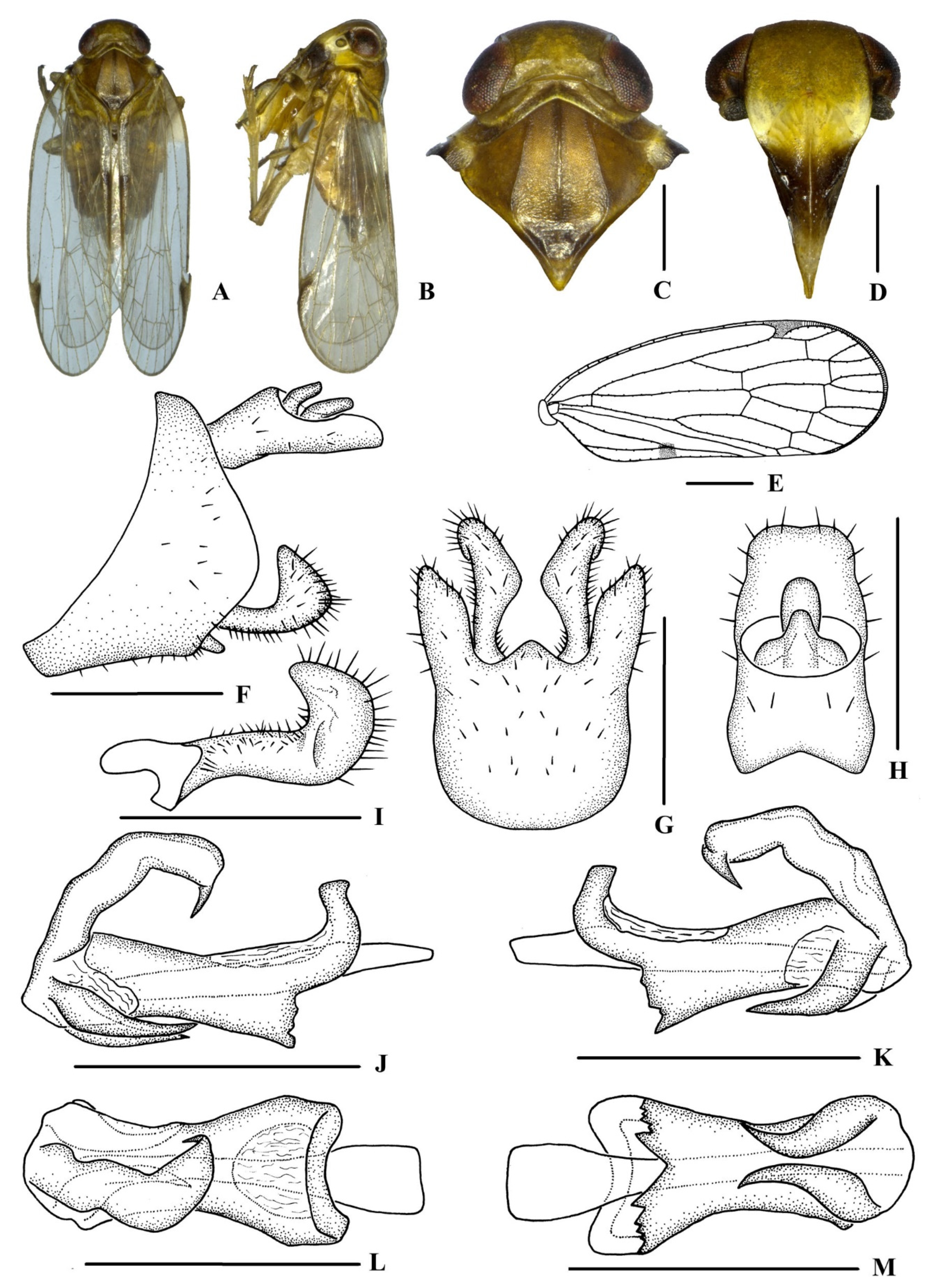 Insects 13 00512 g001