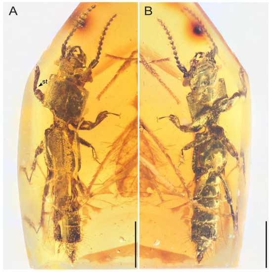 Insects 13 00513 g001 550