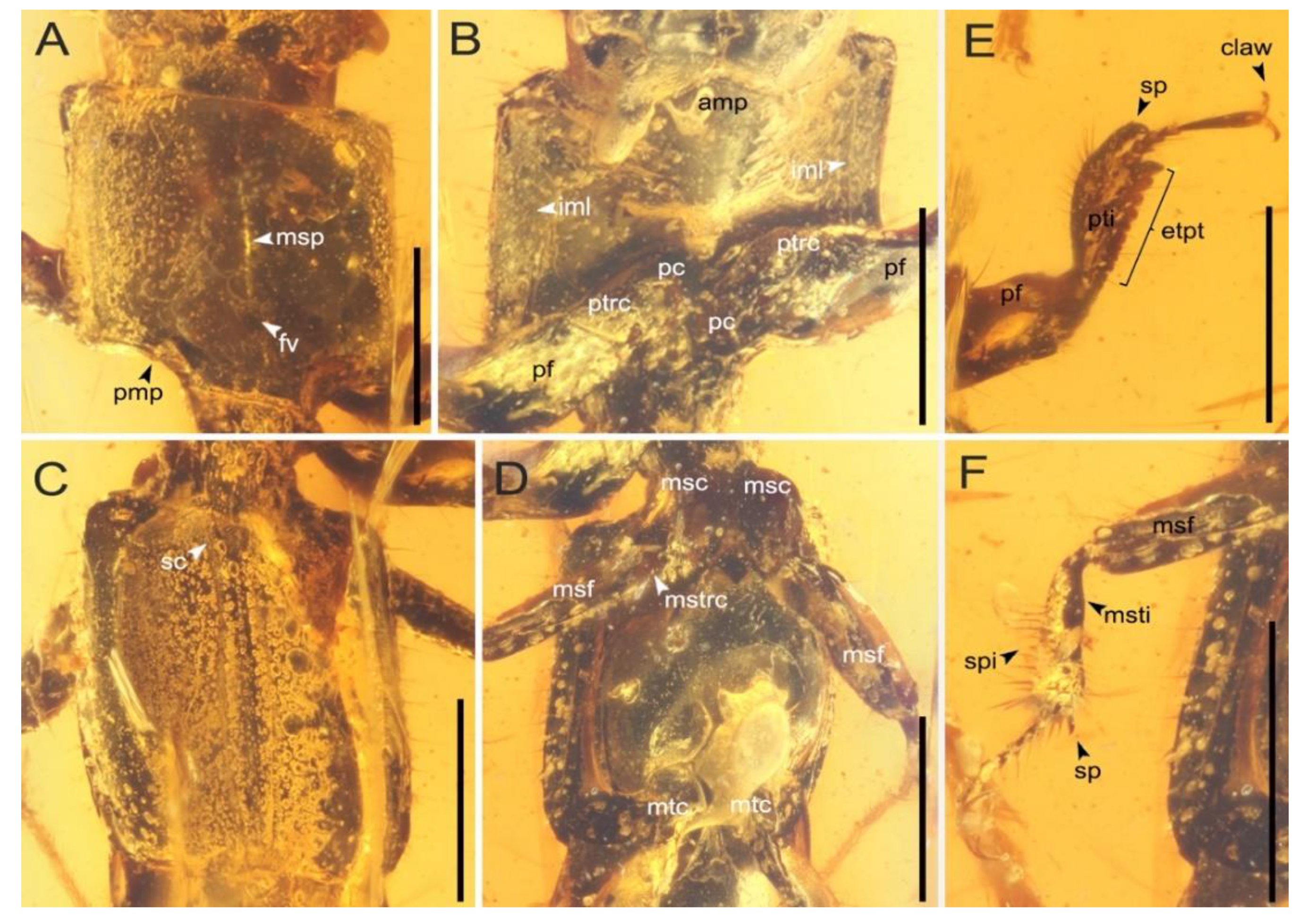 Insects 13 00513 g003