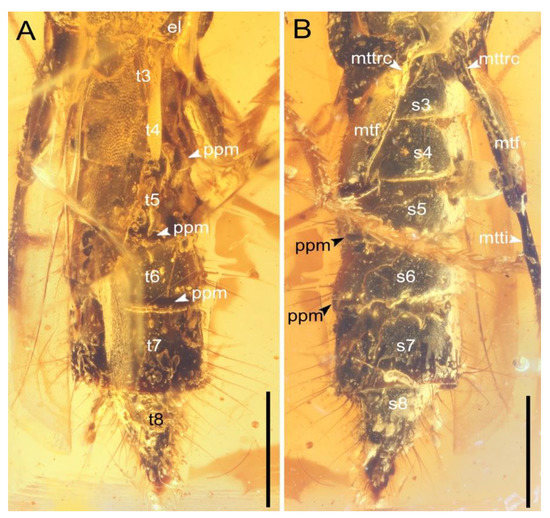 Insects 13 00513 g004 550