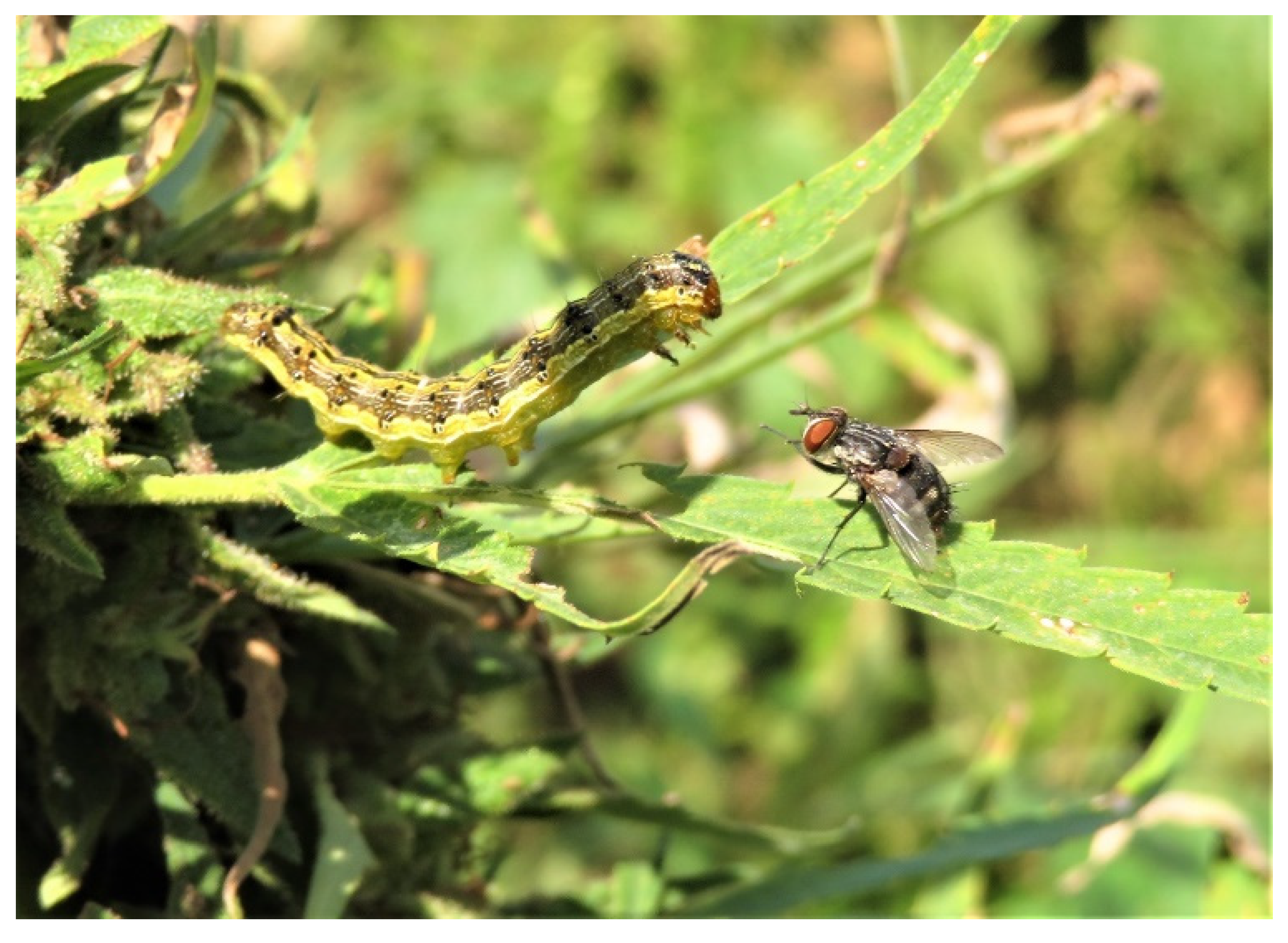 Insects 13 00519 g001a