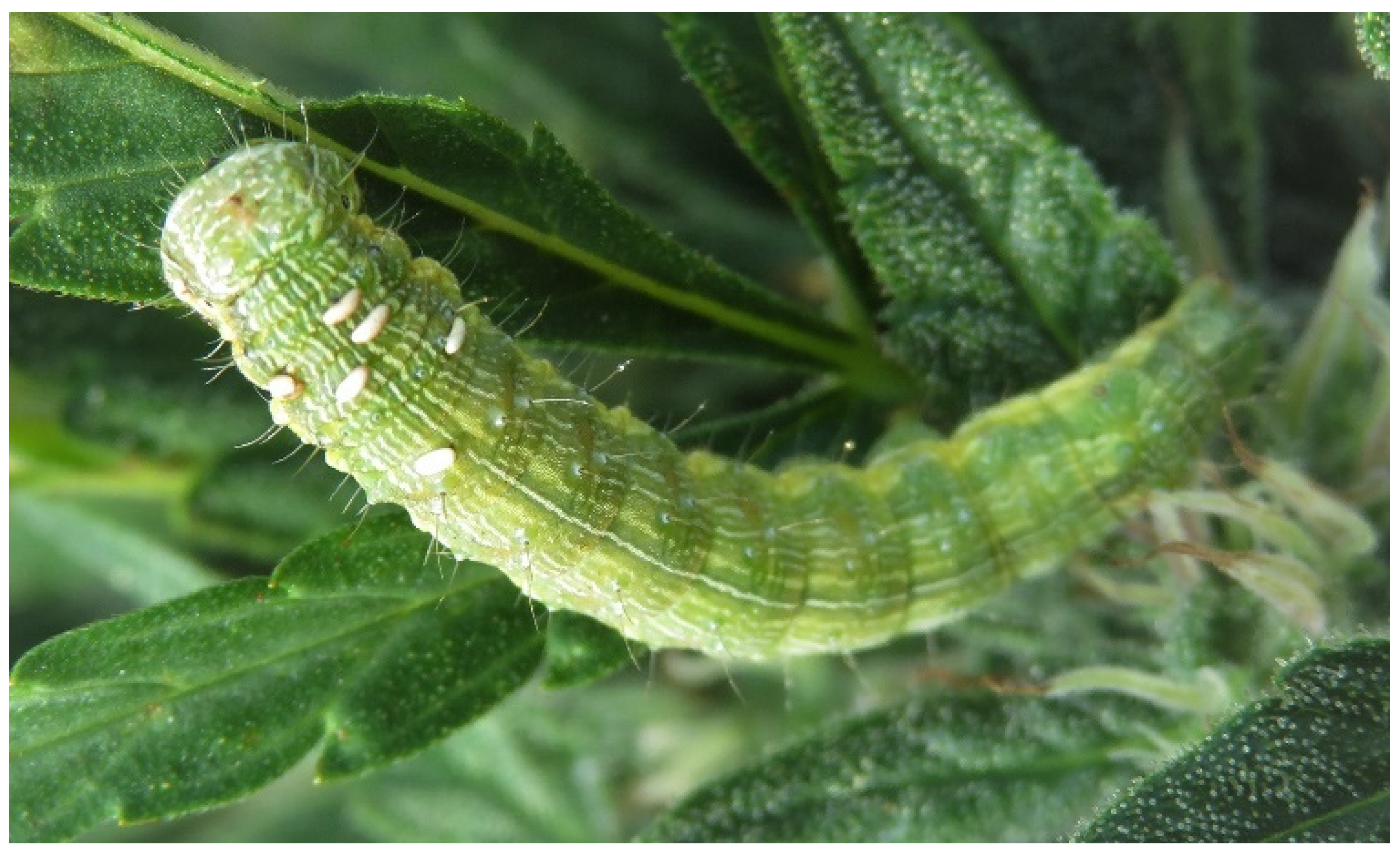 Insects 13 00519 g001b