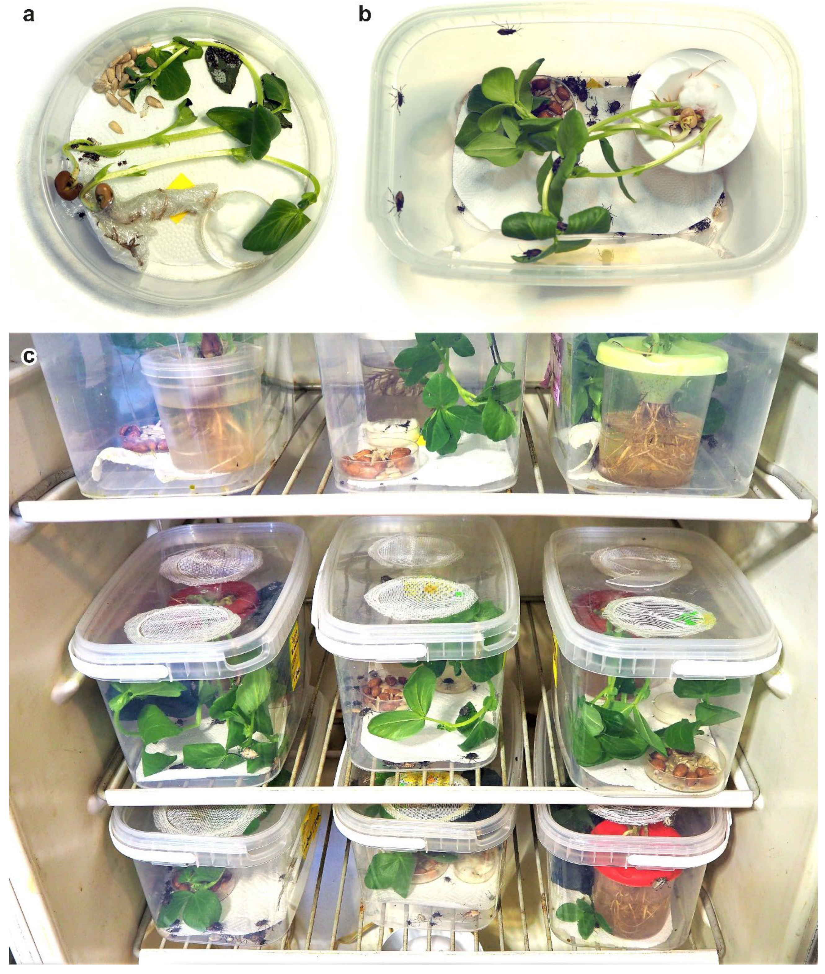 Insects 13 00522 g001