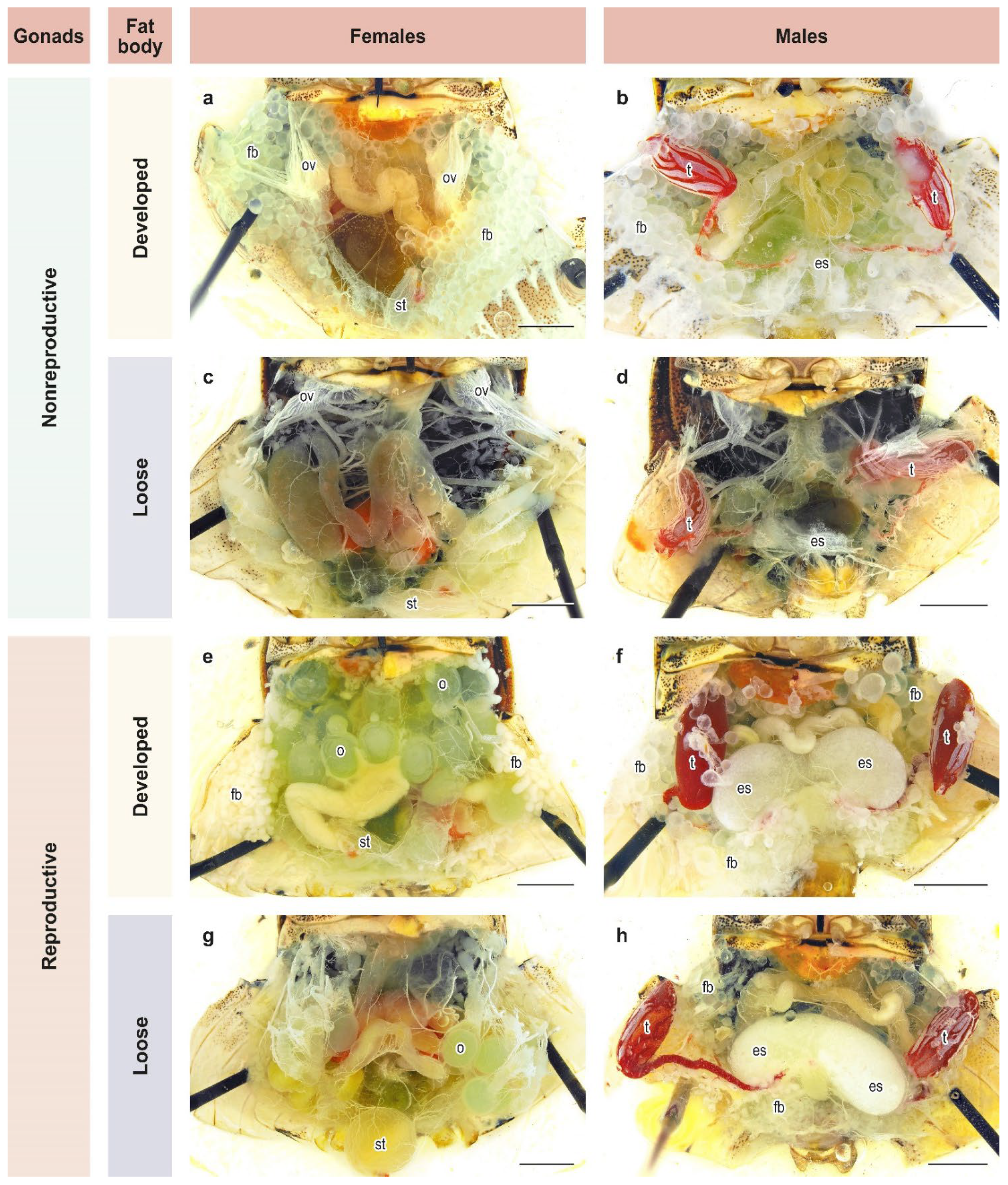 Insects 13 00522 g002