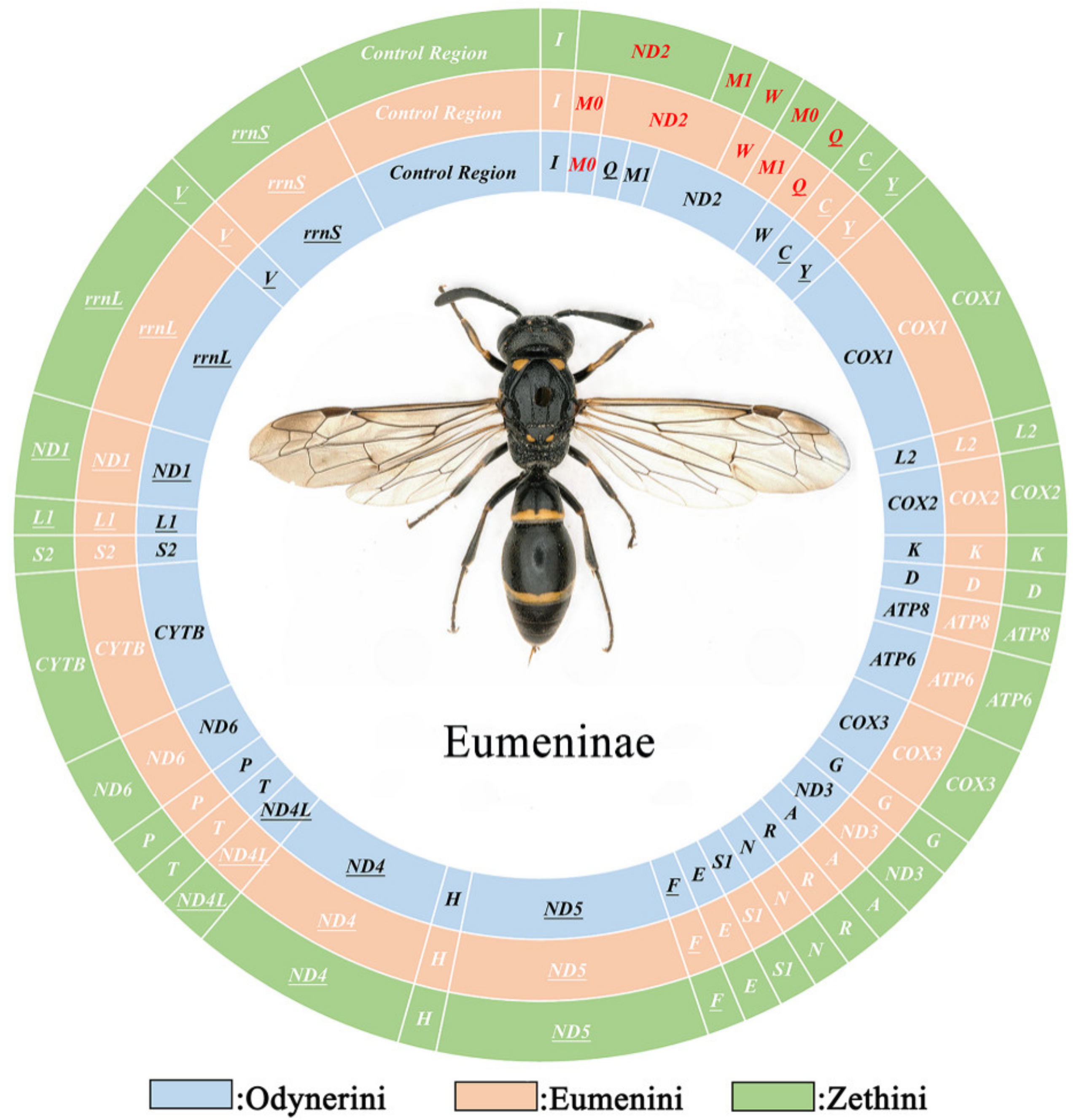 Insects 13 00529 g001 Insects 13 00529 g001