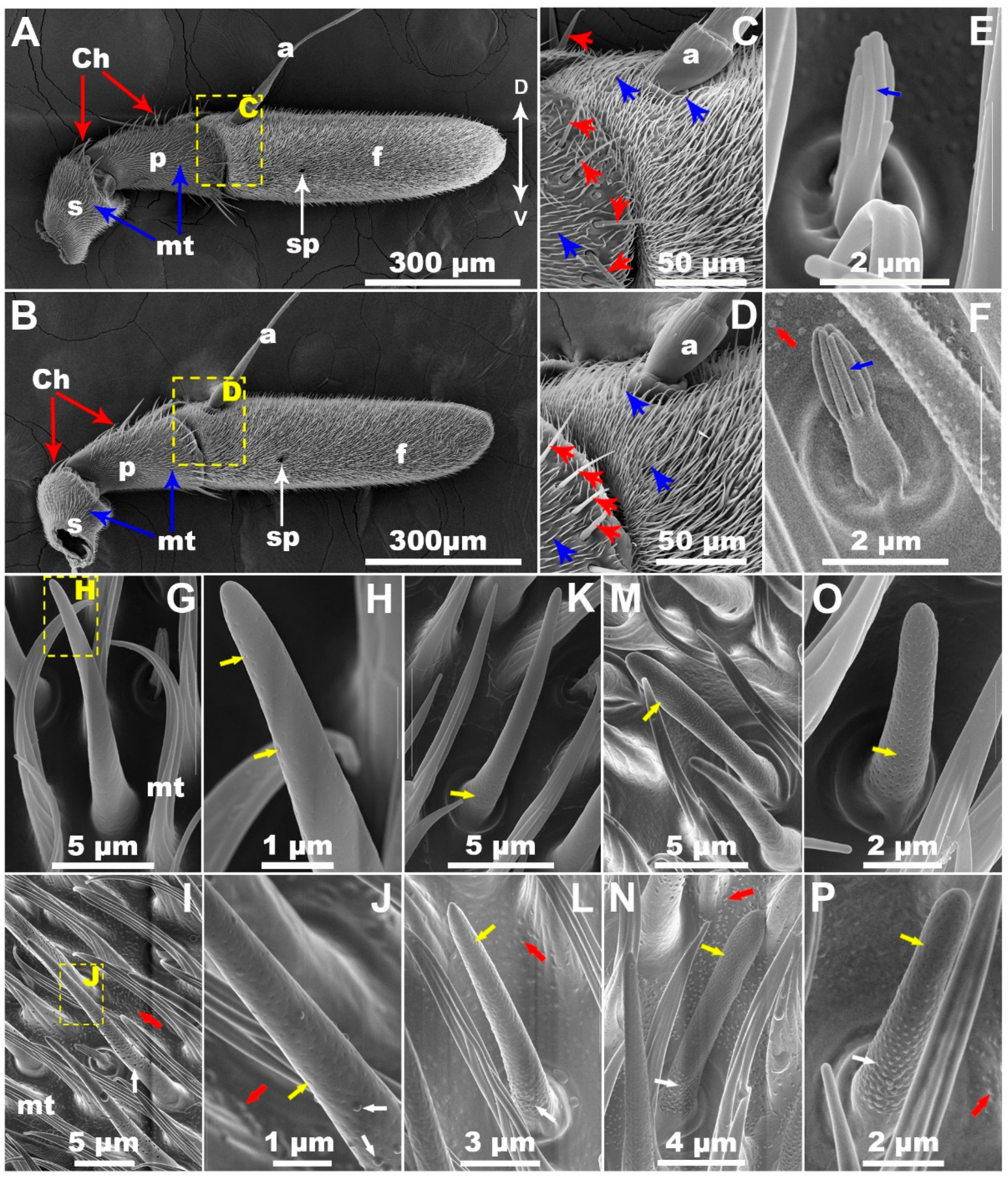 Insects 13 00535 g001