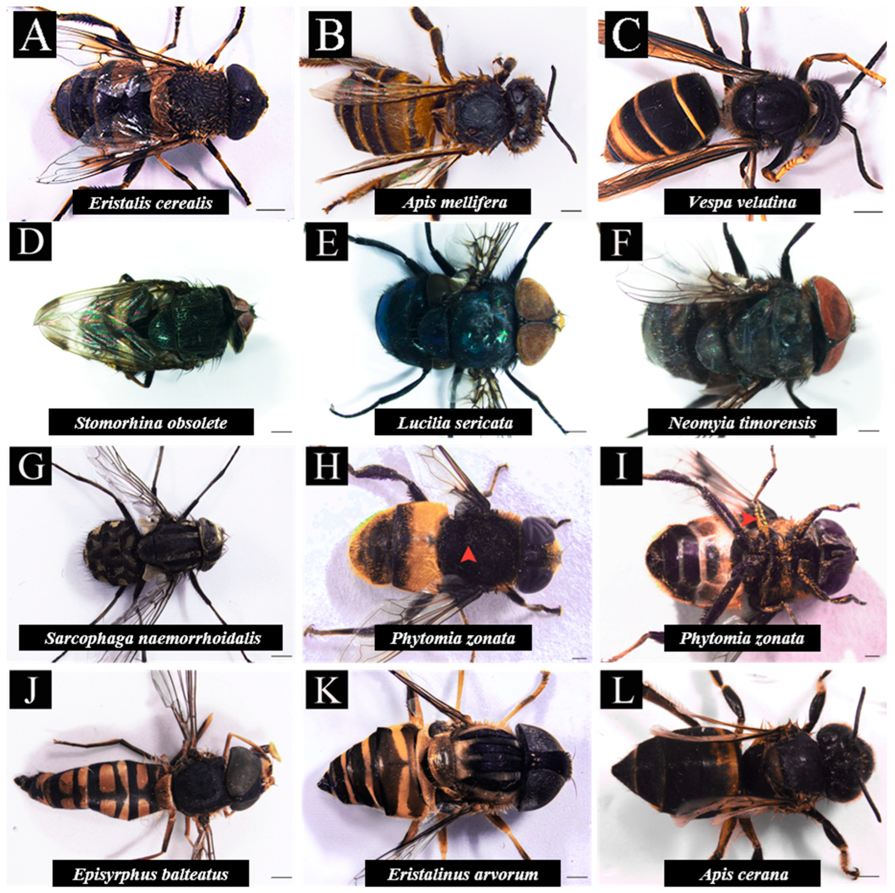 Insects 13 00539 g003