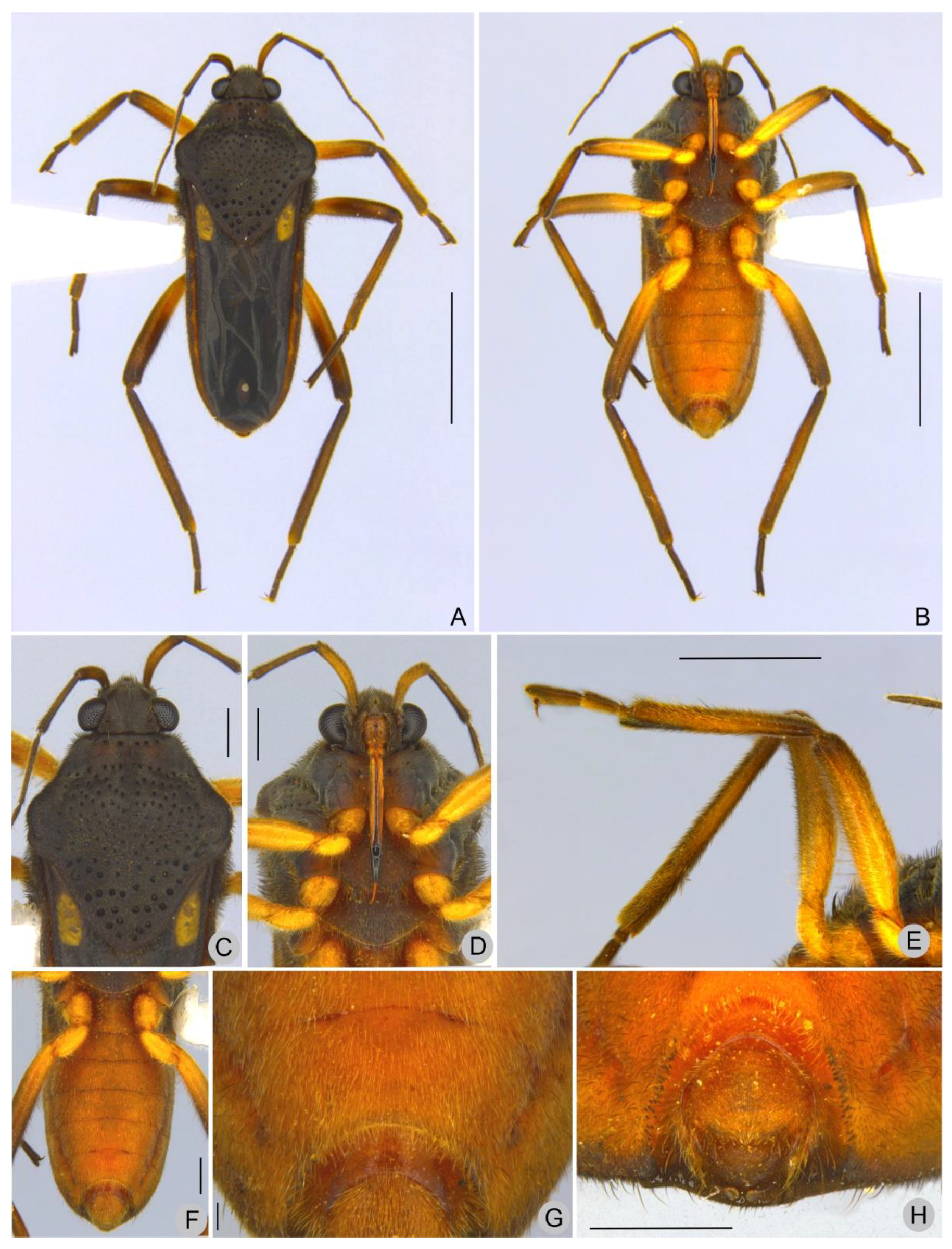 Insects 13 00541 g001