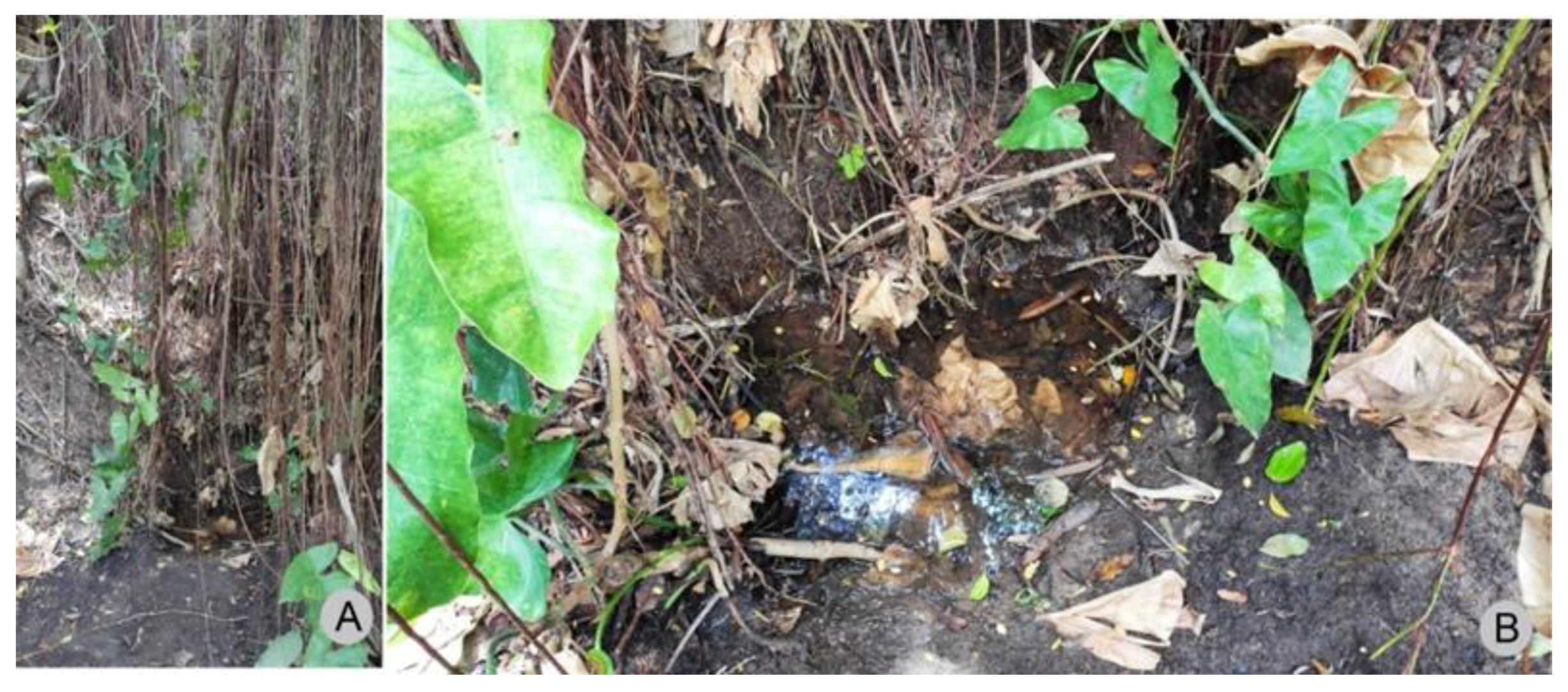 Insects 13 00541 g005