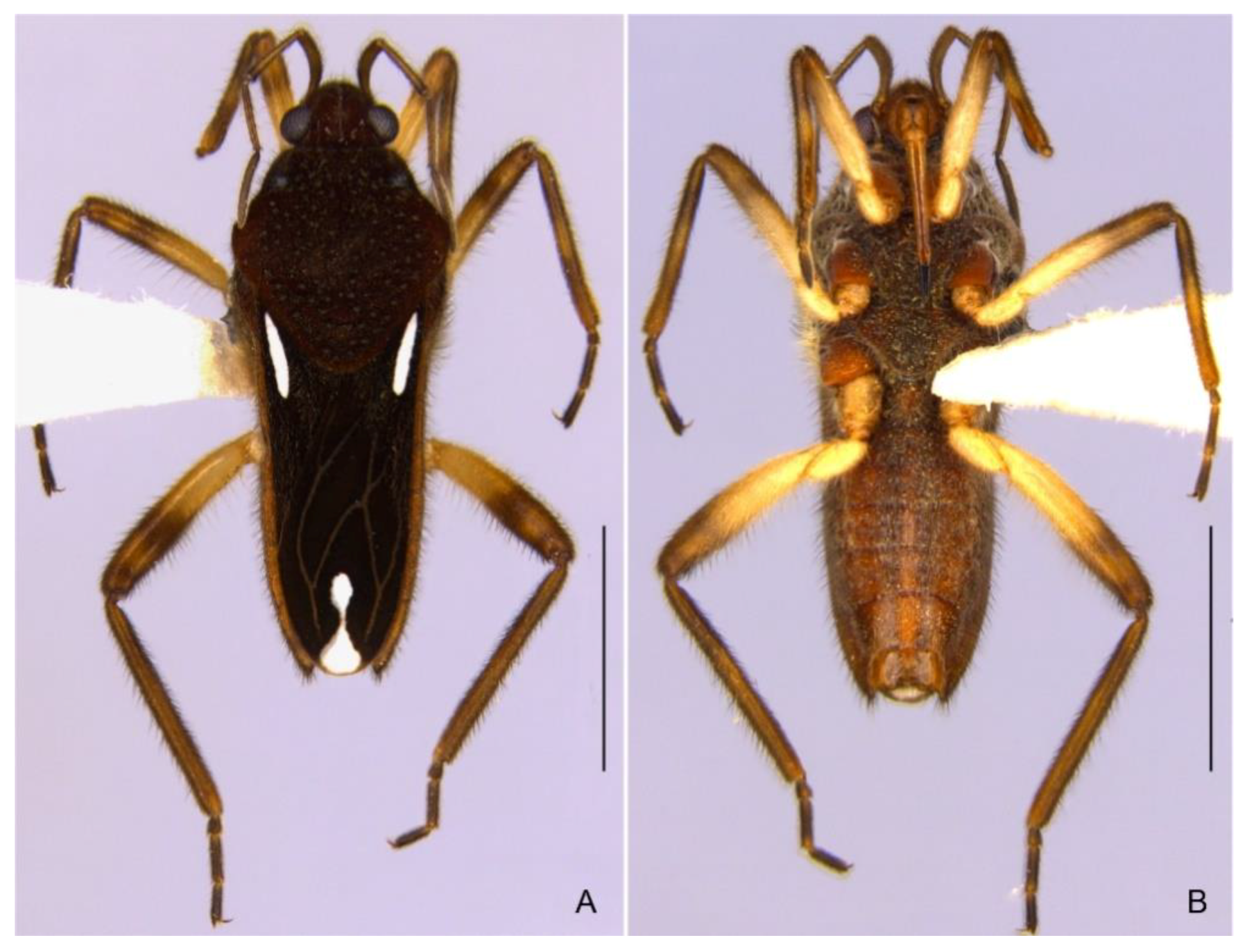 Insects 13 00541 g006