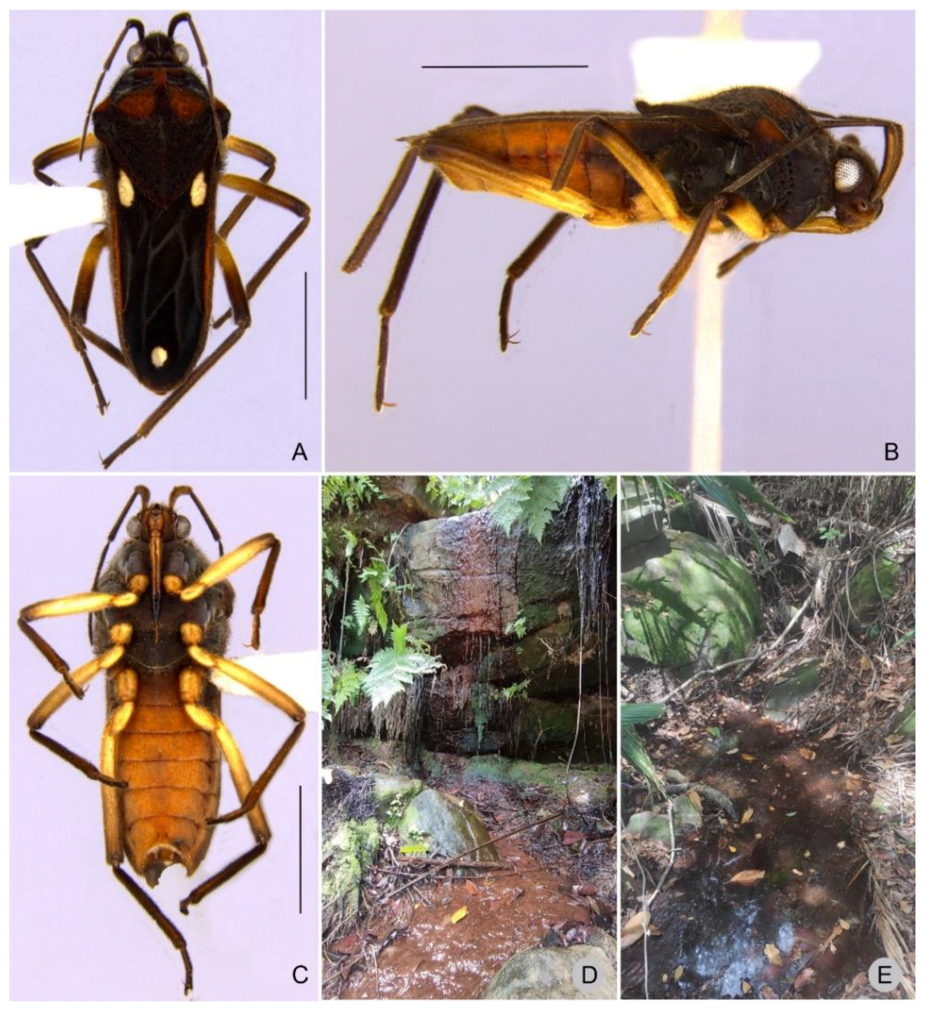 Insects 13 00541 g008