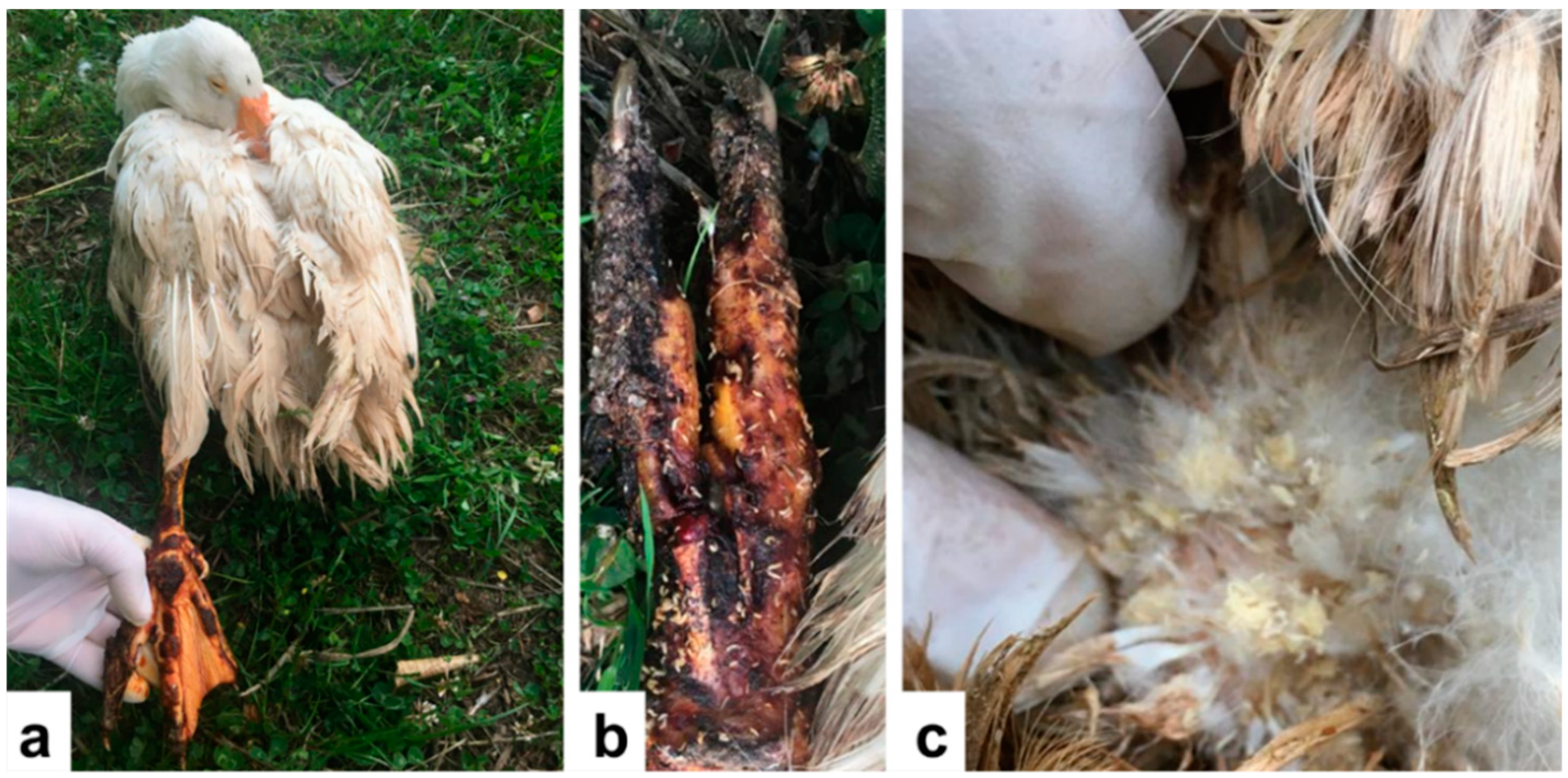 Insects 13 00542 g001