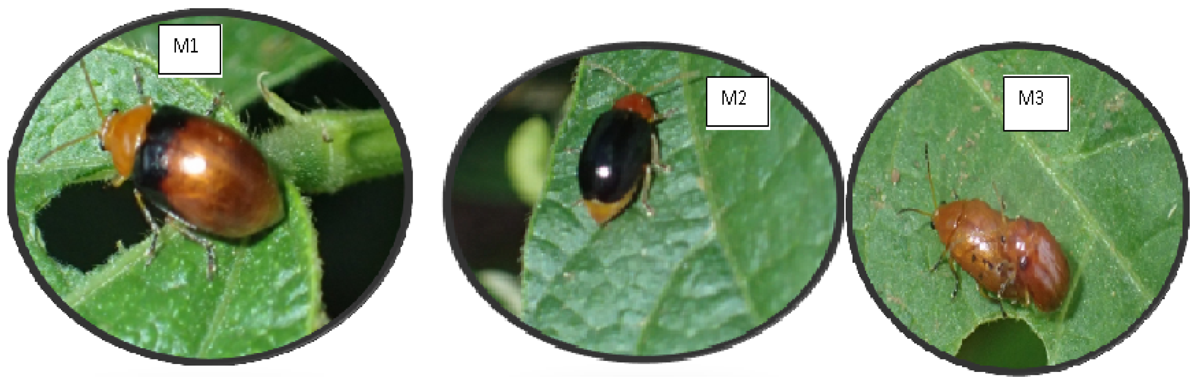 Insects 13 00543 g002