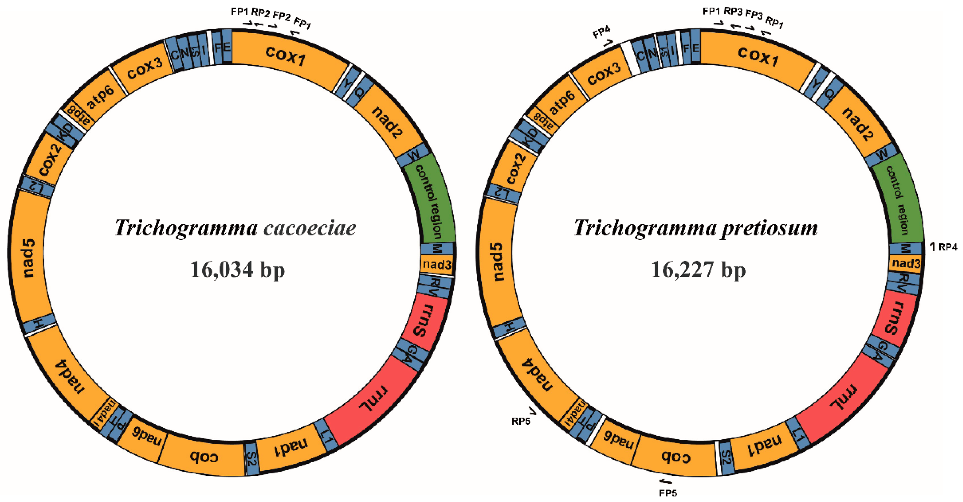 Insects 13 00549 g001