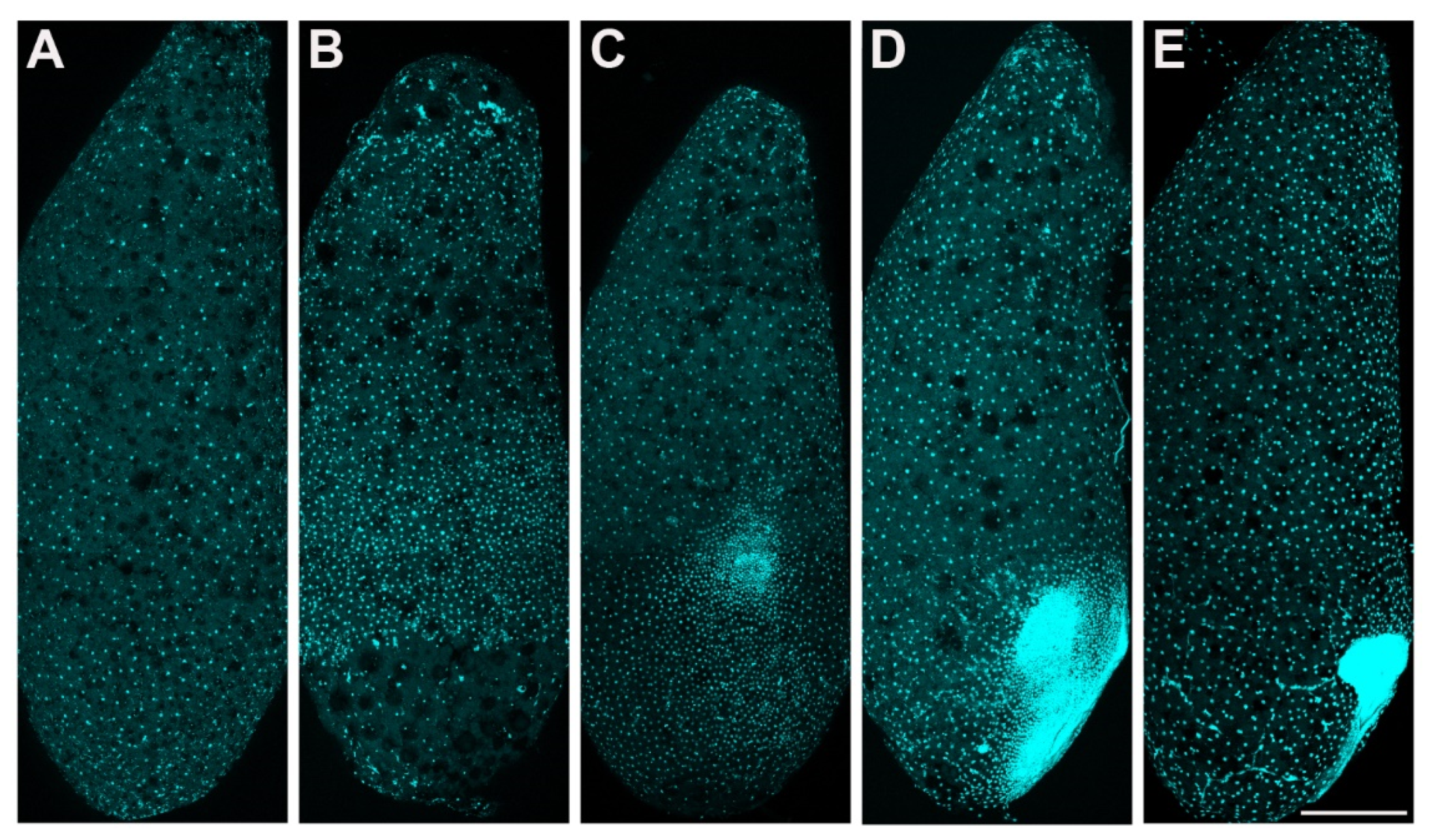 Insects 13 00551 g002